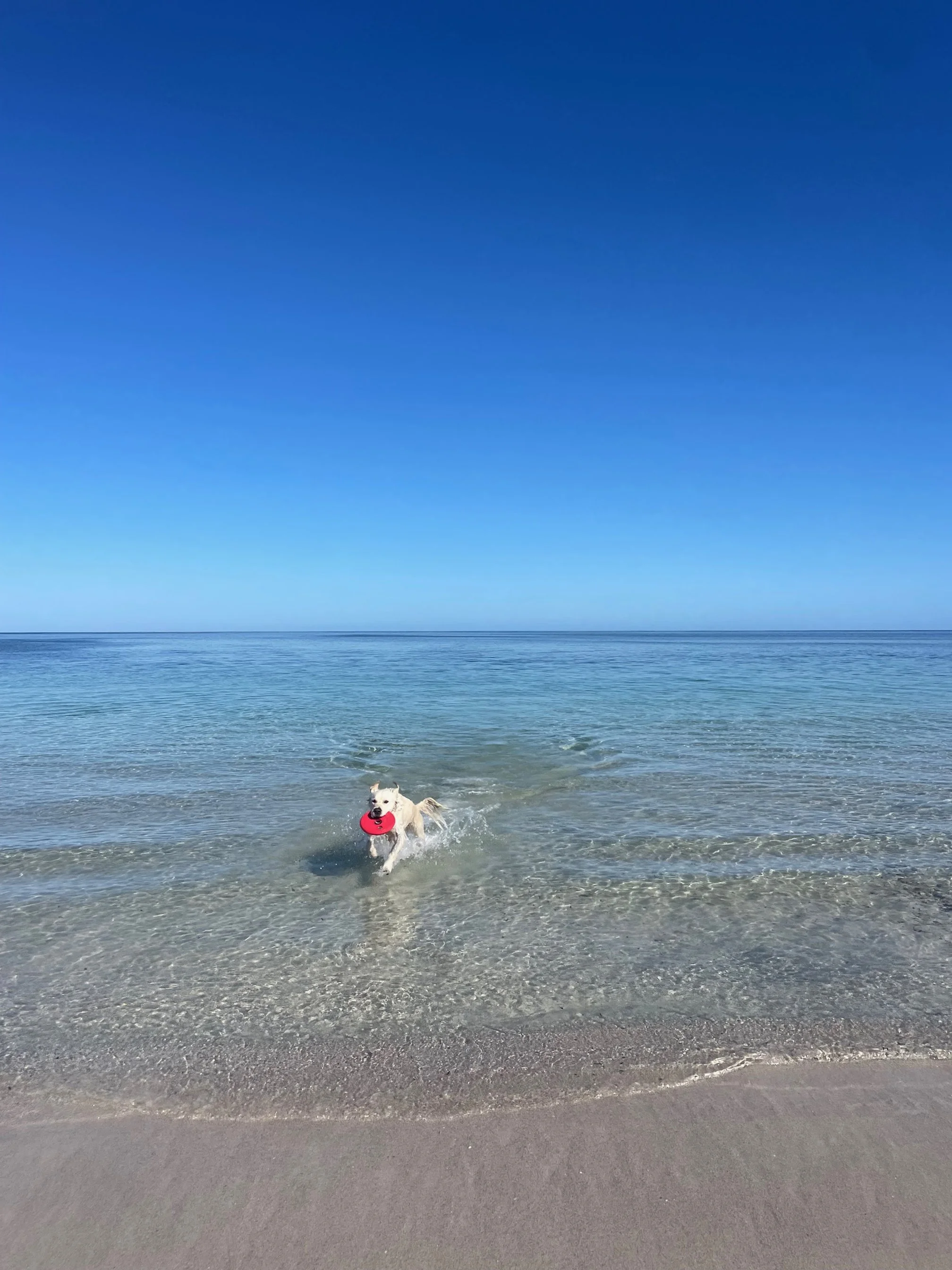 Living her best life at Dunsborough dog beach