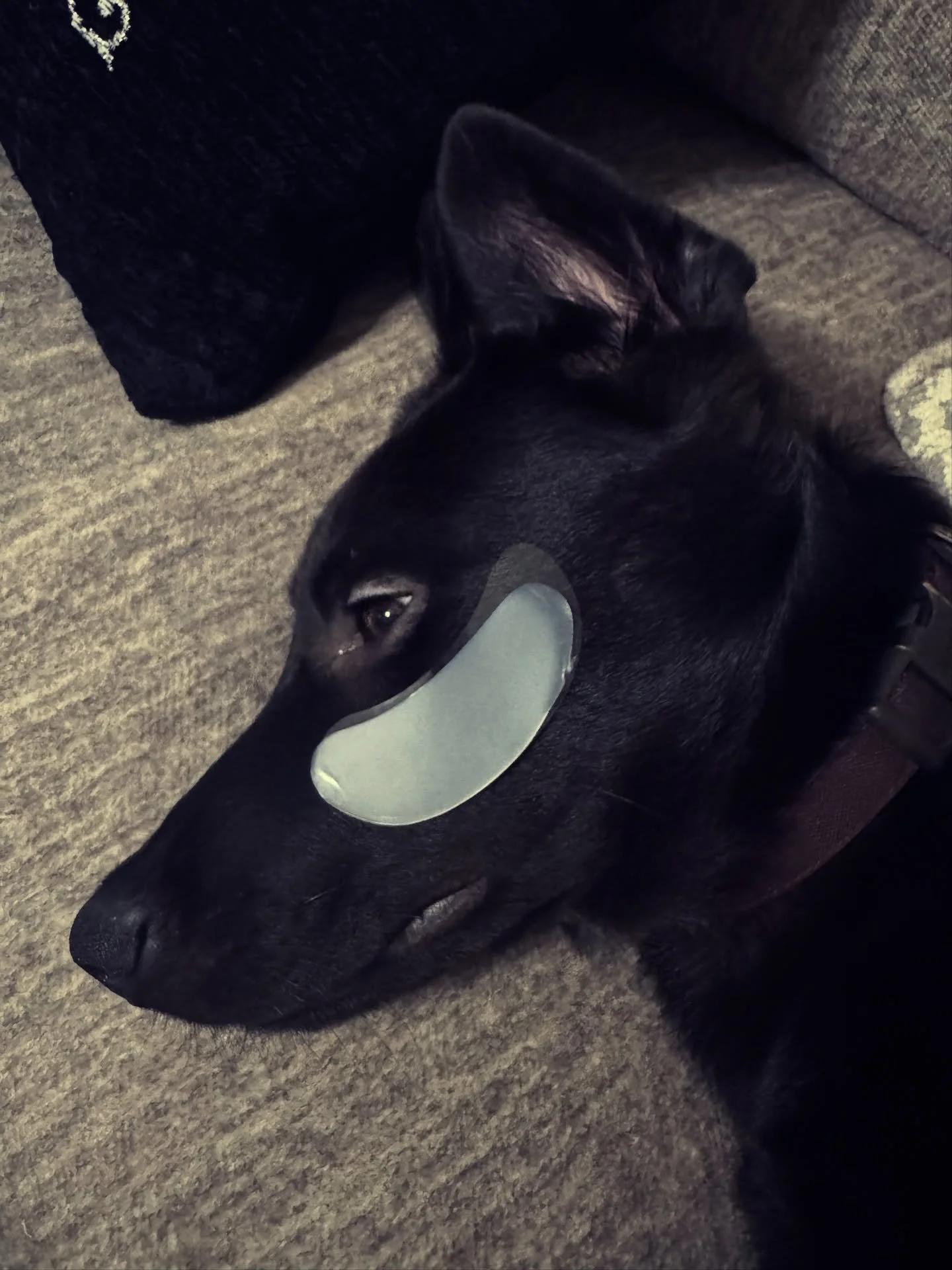 Facial day for the goodest boys 🧖 🐶 
Because self-care is for everyone 💫 

#SkinAndSoulEsthetics #SelfCare #PawfectSkincare