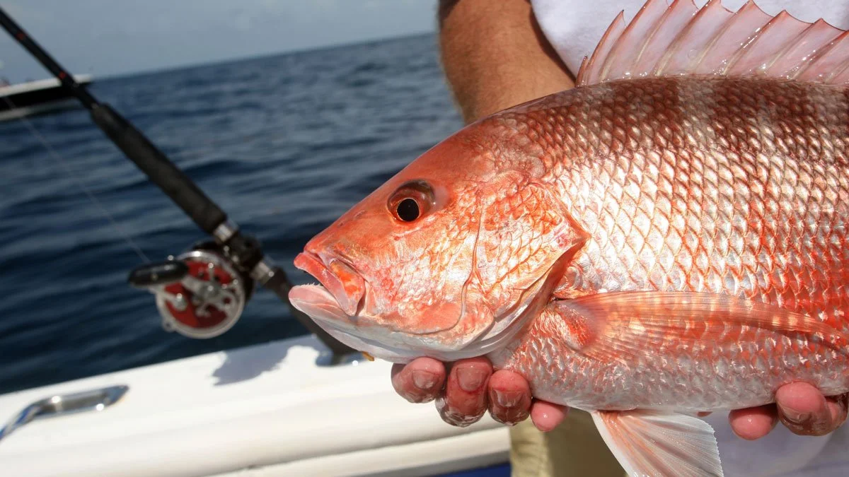Snapper fishing