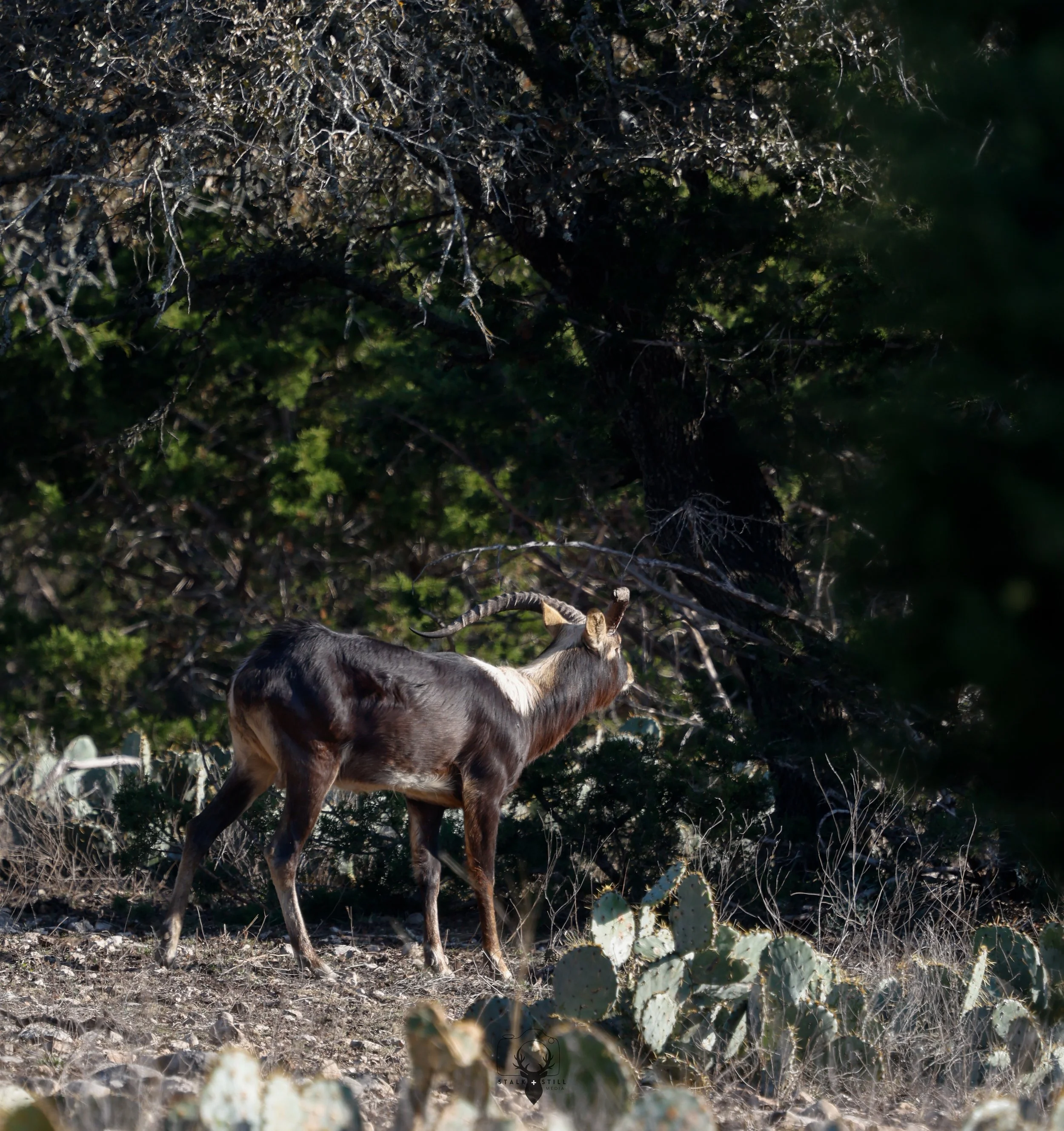 broke horned nile lechwe