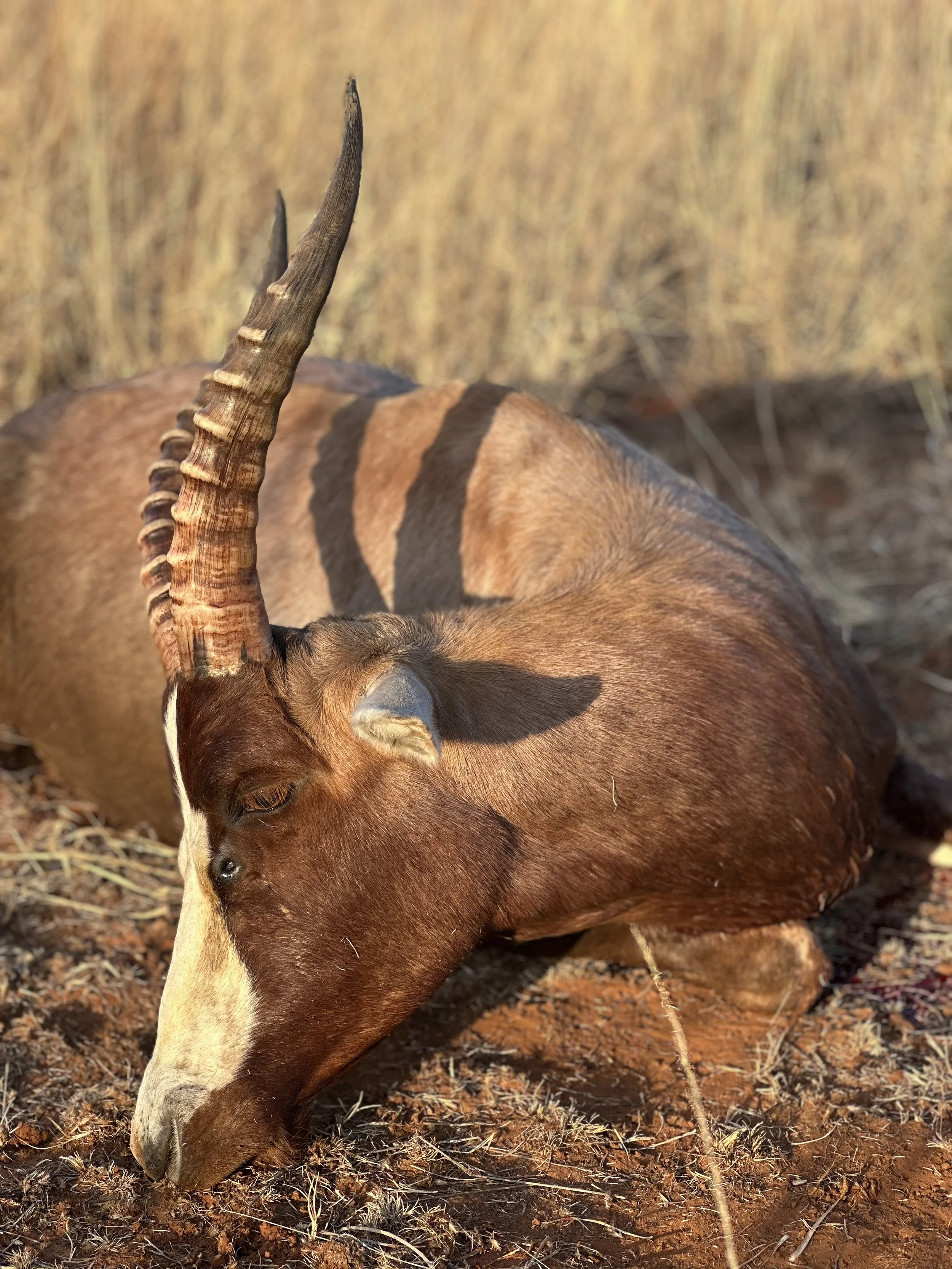Blesbok.jpg