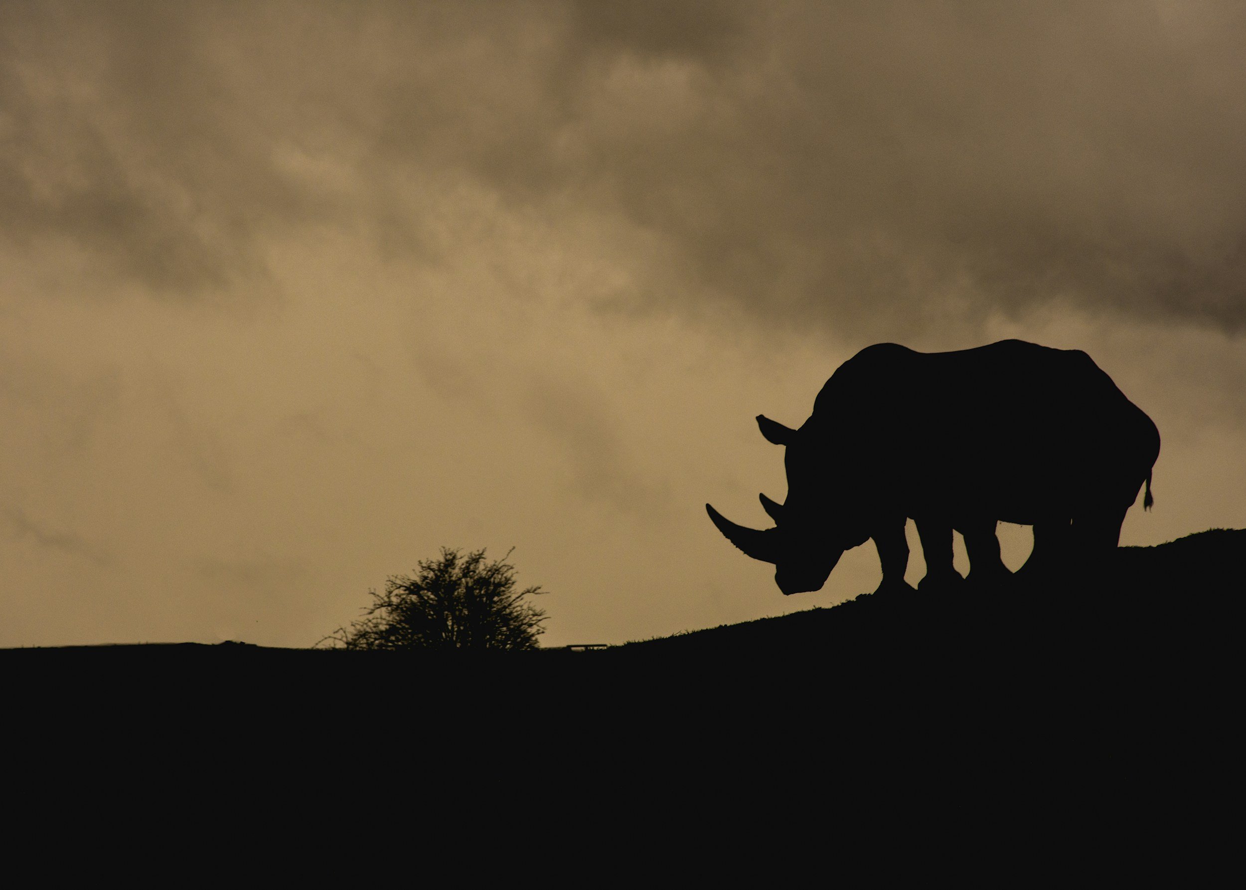 Silhouette of a rhinoceros walking on a hill with a cloudy sky in the background.