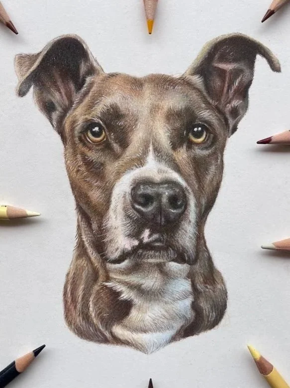 Custom+Pet+Portrait+-+Frankie.jpg
