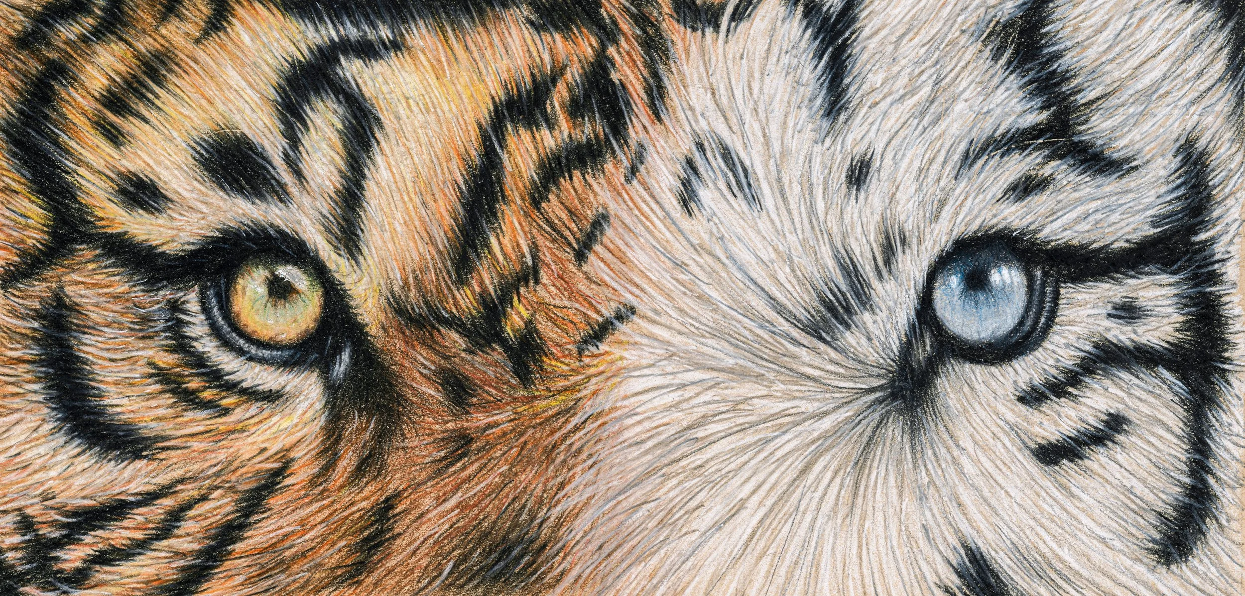 Close-up of a tiger revealing one golden eye and one blue eye, with detailed fur markings.