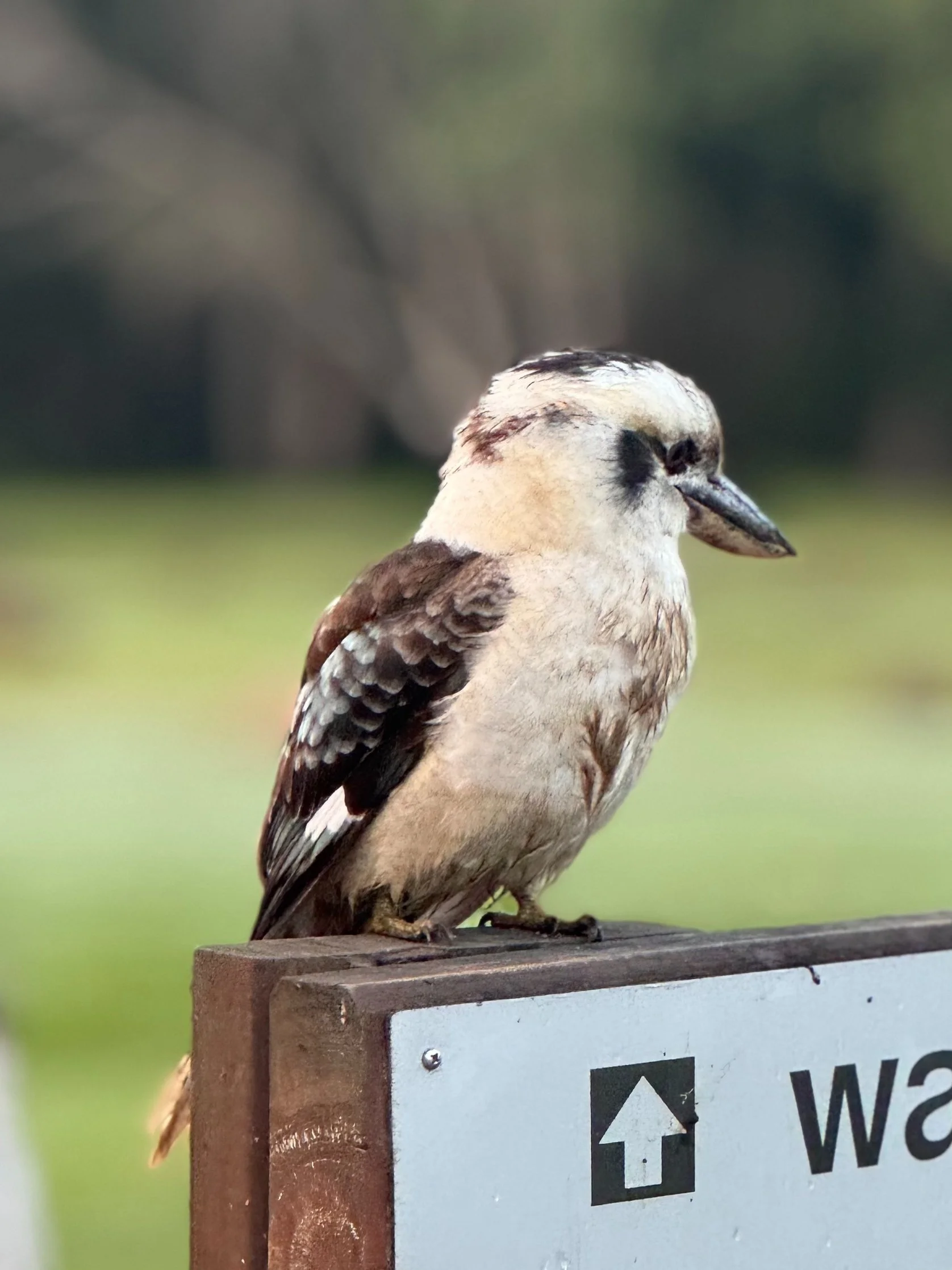 A kookaburra, perched on a wooden signpost outdoors with blurred green foliage in the background.