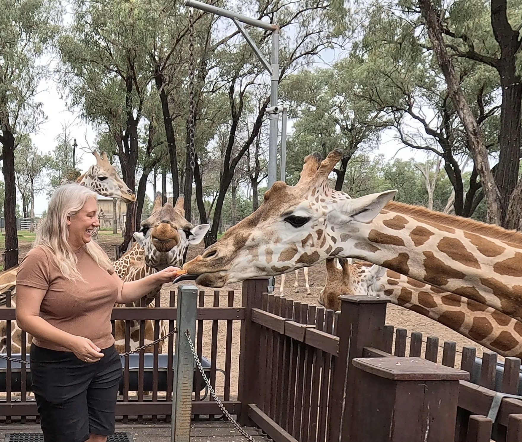 A woman feeding a giraffe at a zoo or safari park, with several other giraffes in the background among trees.