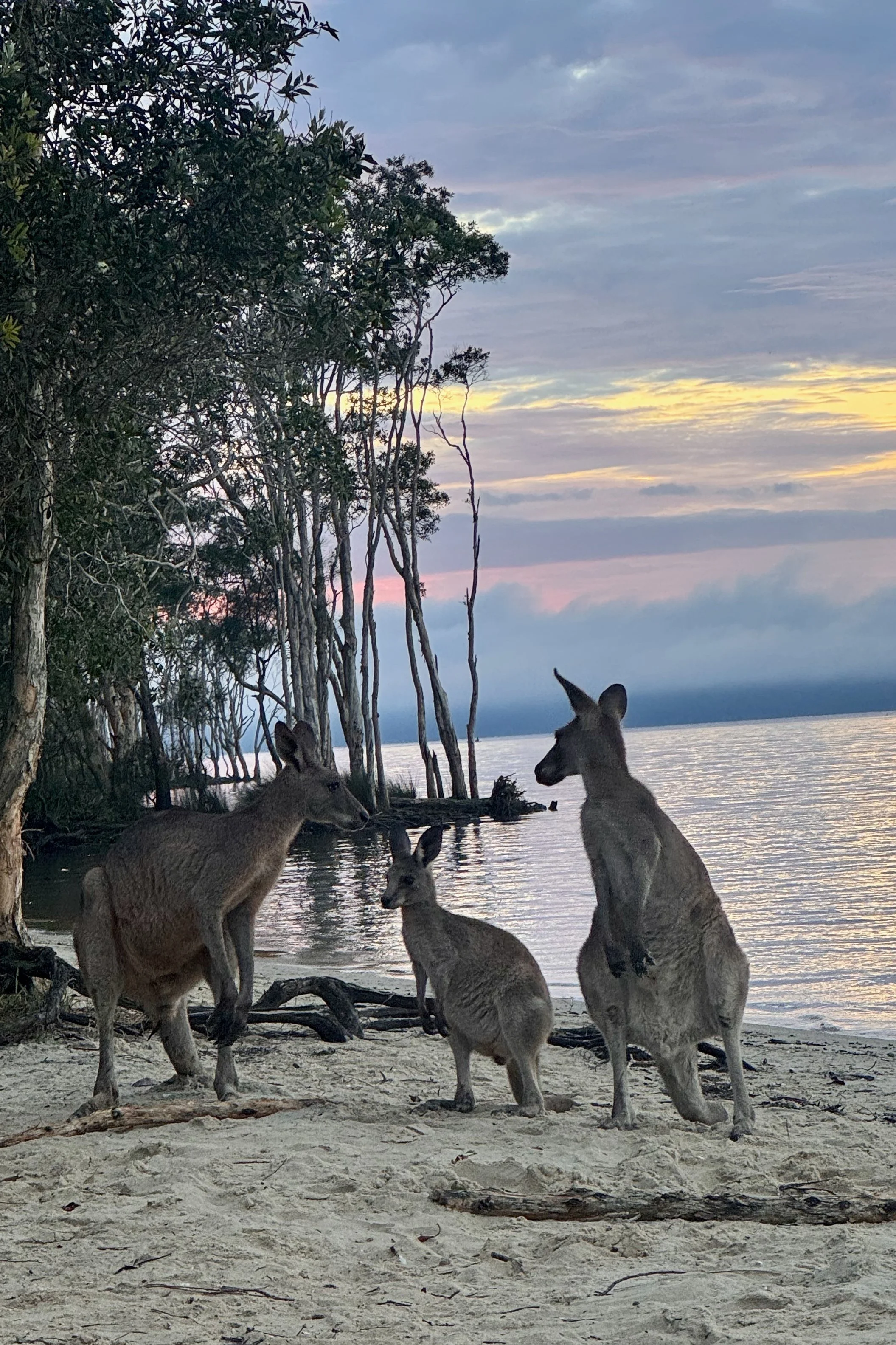 Three kangaroos resting on a sandy beach near a body of water, with trees and a colourful sky in the background during sunset.