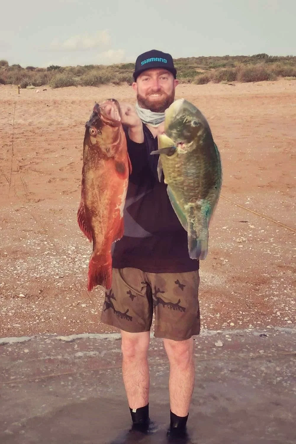 A man standing on a sandy beach holding two large fish, one in each hand. The man is smiling and wearing a black cap with the word 'Shimano' on it, shorts, and a black jacket. There is a backdrop of dunes and some green bushes.