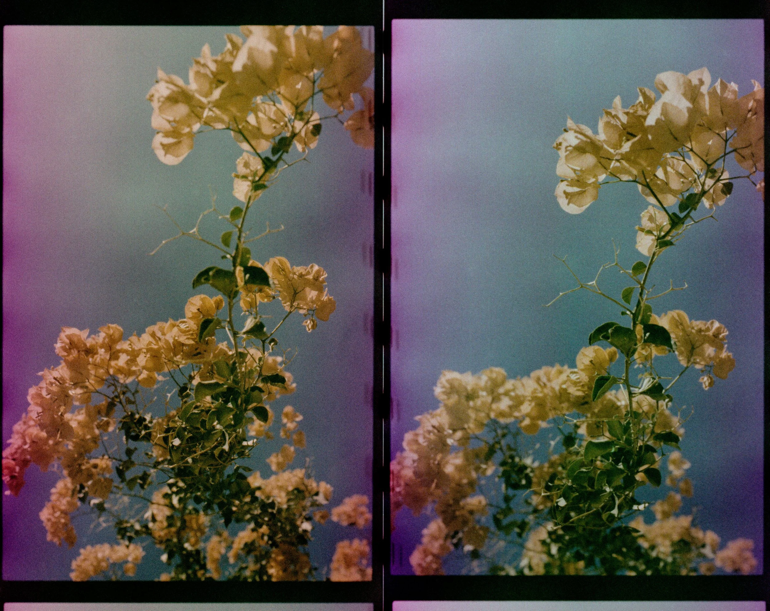 2026-04-23_thebougainvillearemindsmeofourhomeland_II.jpg