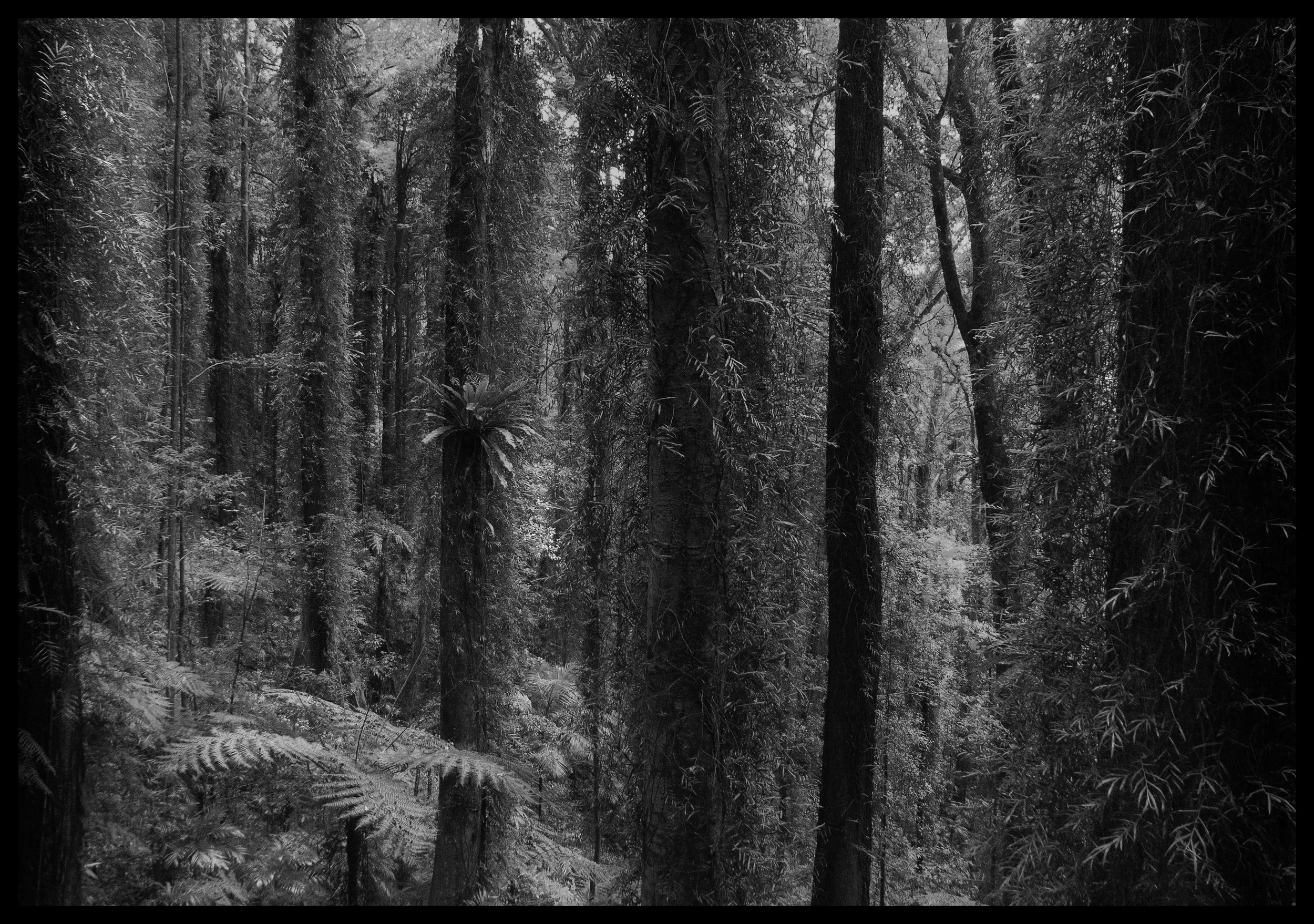 Sanctum, 2025. Pigment print.