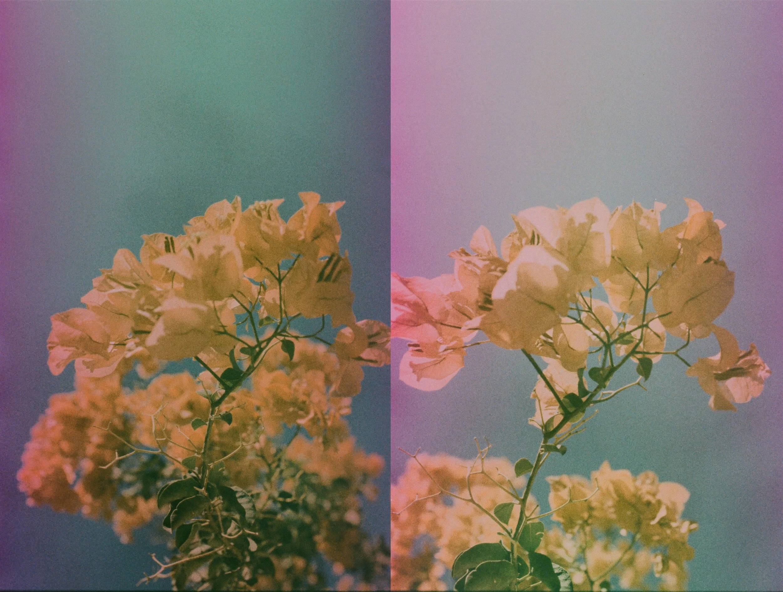 2026-04-23_thebougainvillearemindsmeofourhomeland_III.jpg