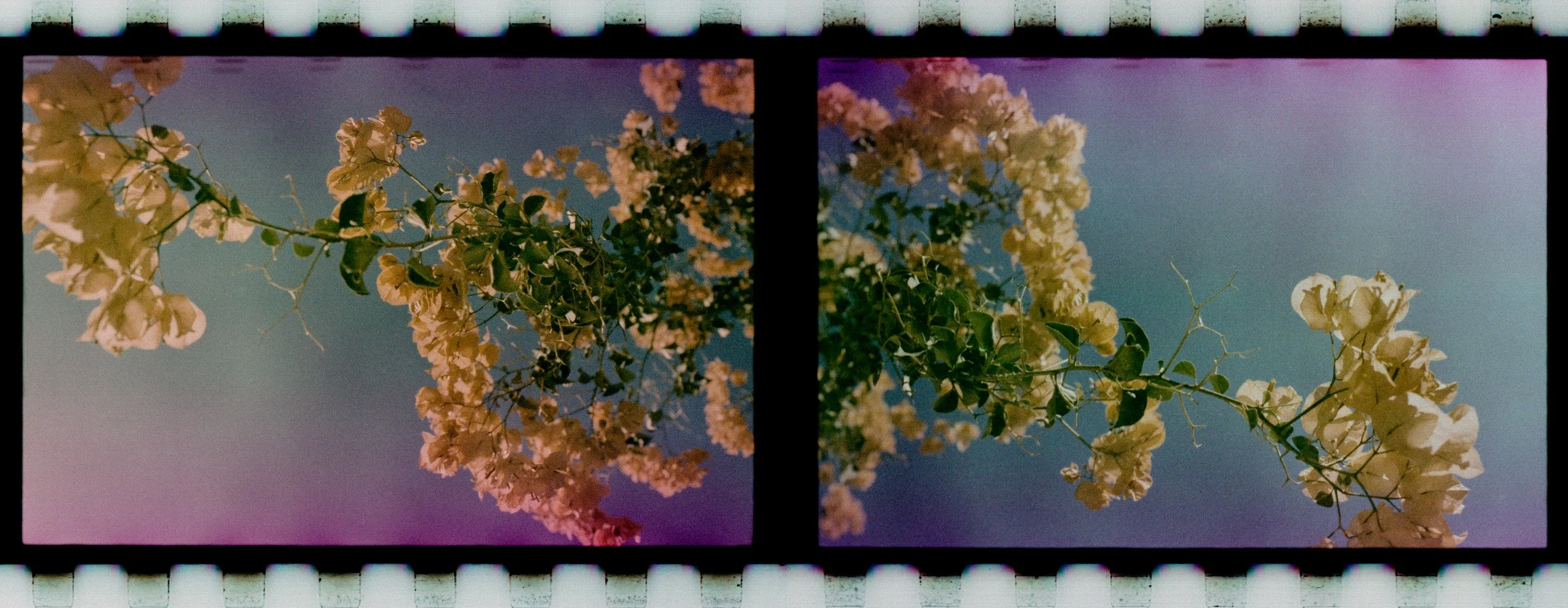 2026_bougainvillea.jpg
