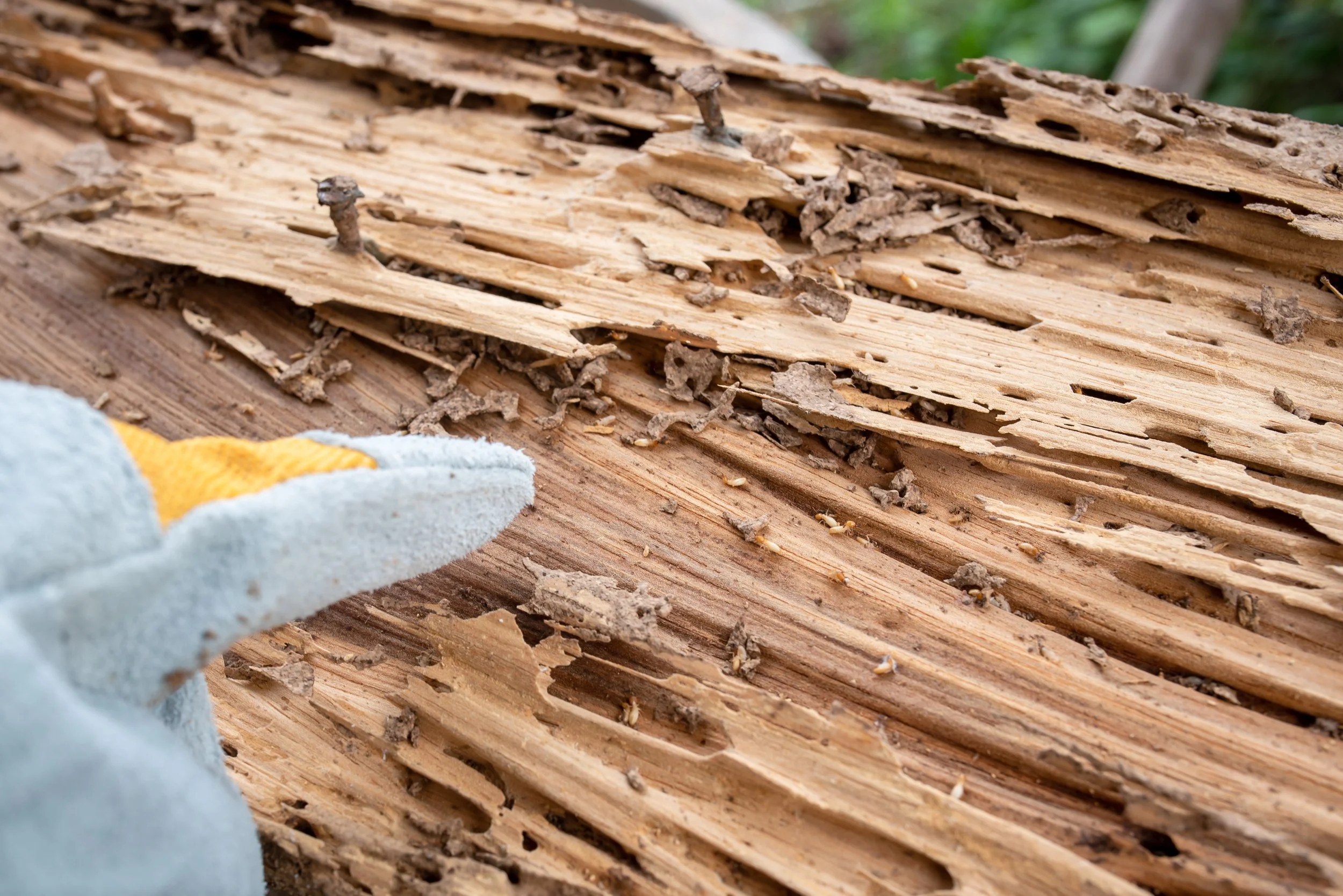 The Hidden Invaders: Termites in California Homes