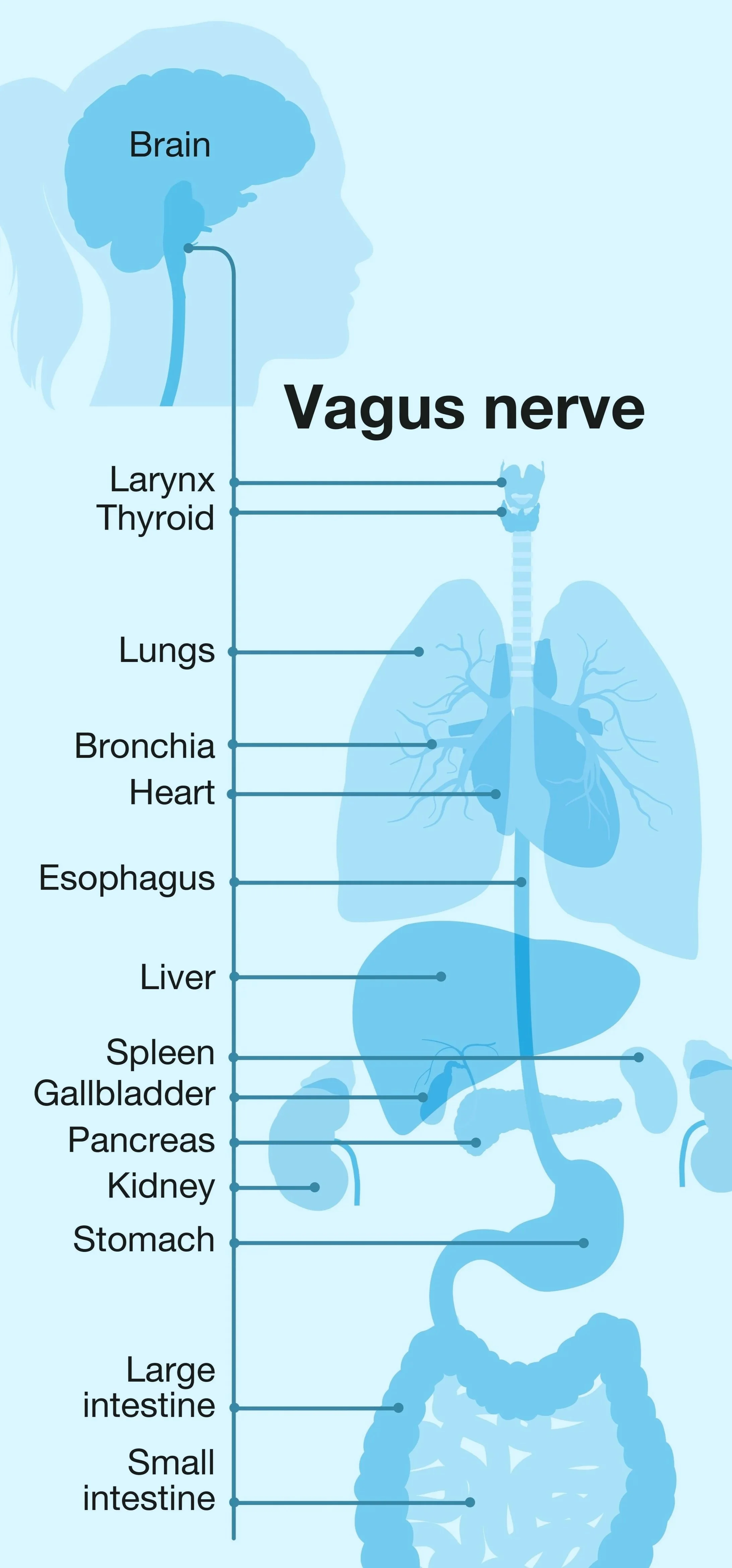 Diagram of the human digestive and respiratory system with a Vagus nerve label connecting to the brain, lungs, heart, and other organs. The Vagus nerve is the super highway from the body to the brain. Hire us, vagus nerve regulation is for everyone!
