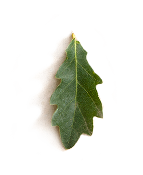 A green oak leaf resting on a piece of beige burlap fabric against a white background.