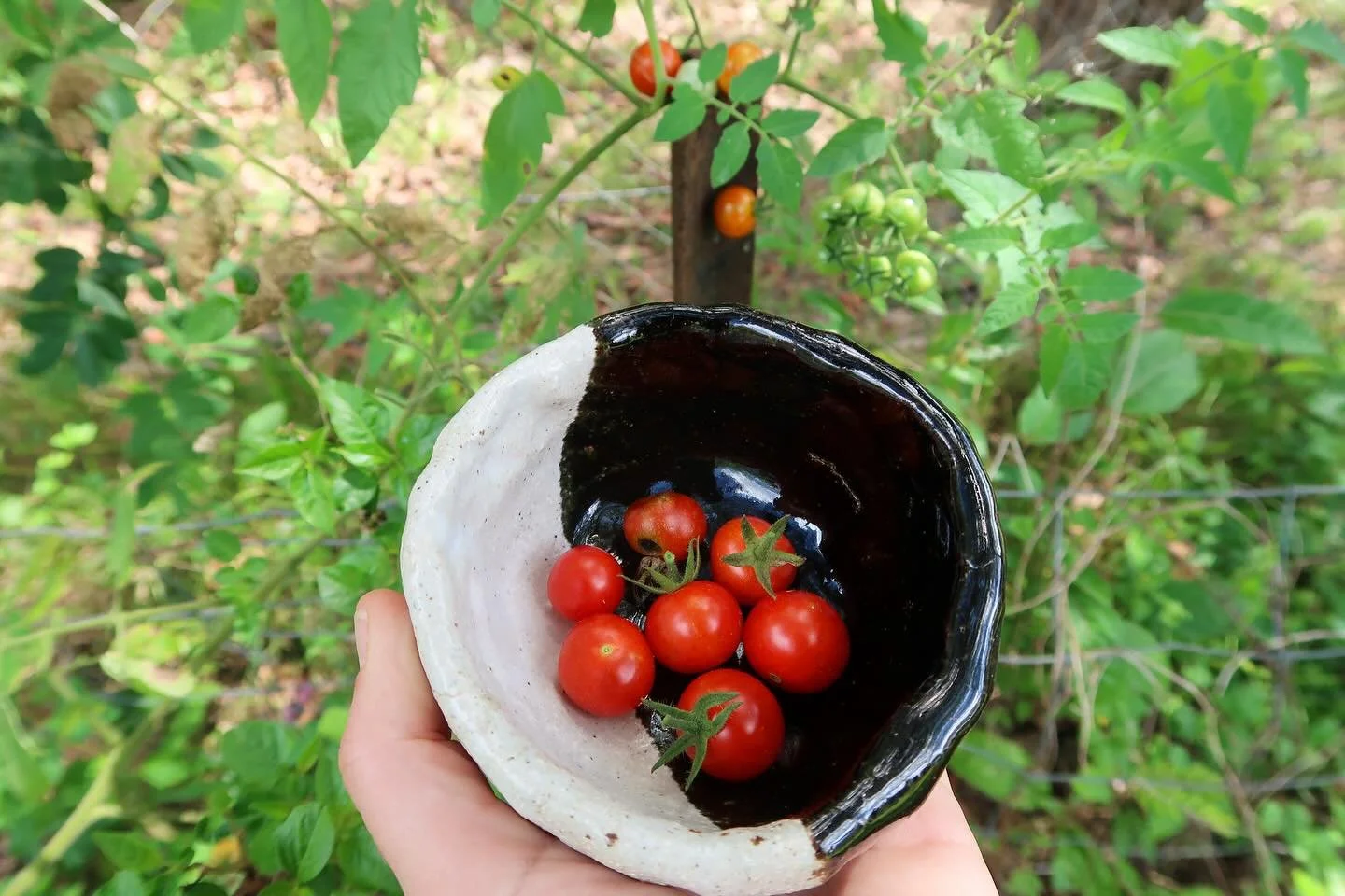 Preparing for summer by tending to the tomato patch (and enjoying the deliciousness of the first cherry toms of the season). It&rsquo;s reminded me that one of my all time favourite sensations is the smell of just-watered tomato plants, combined with