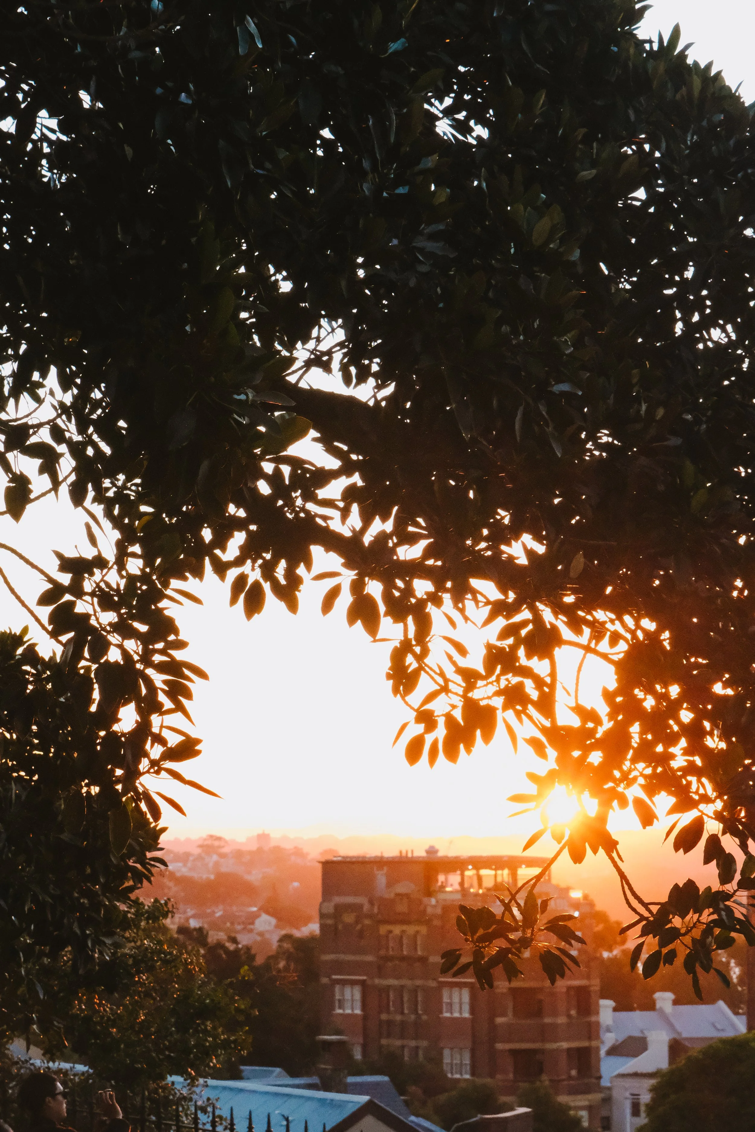 Sunset view through tree branches over city buildings.