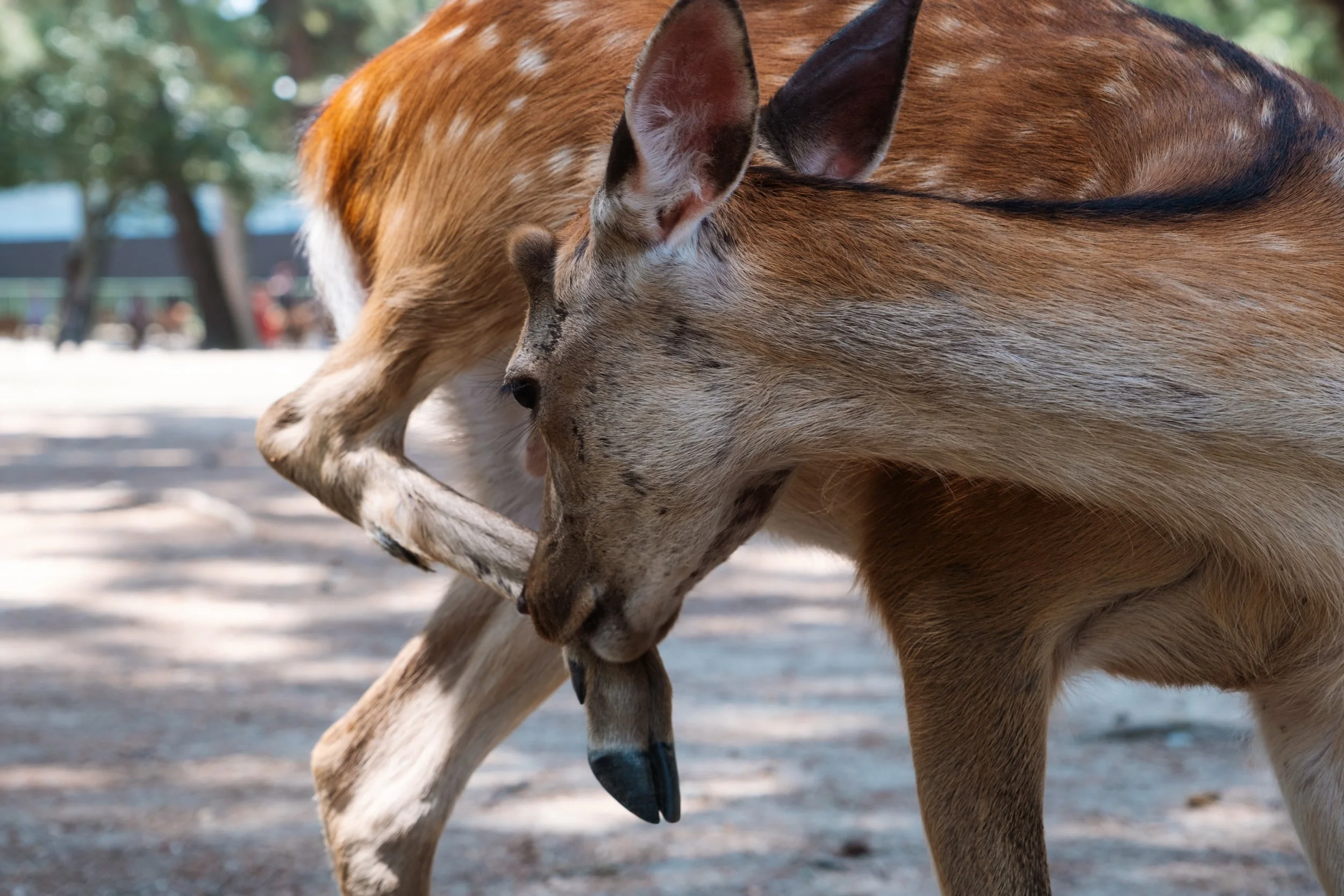 Two dogs touching noses outdoors with trees and a park in the background.