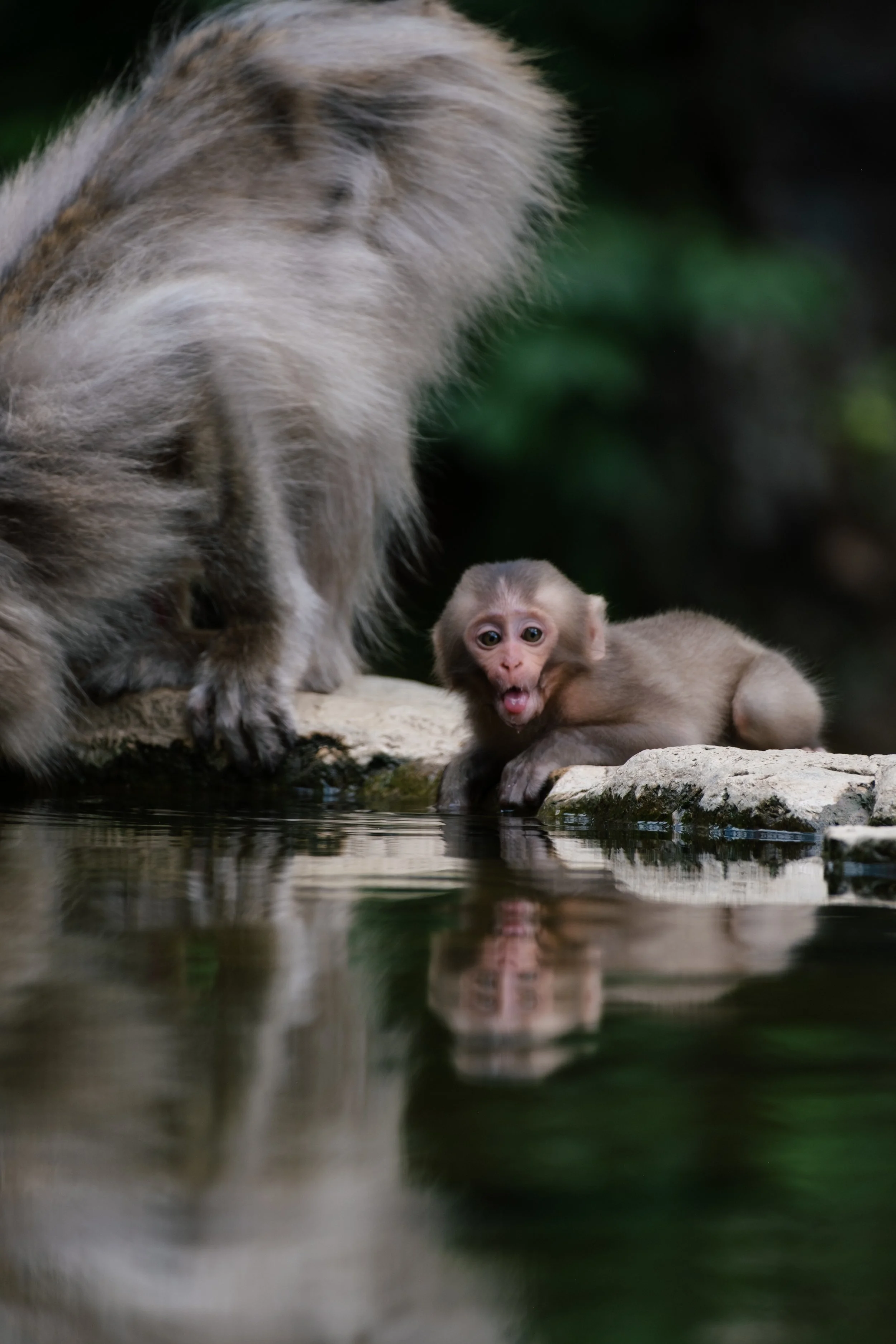 A baby monkey lying on a rock by water, looking surprised, with a larger monkey standing beside it.