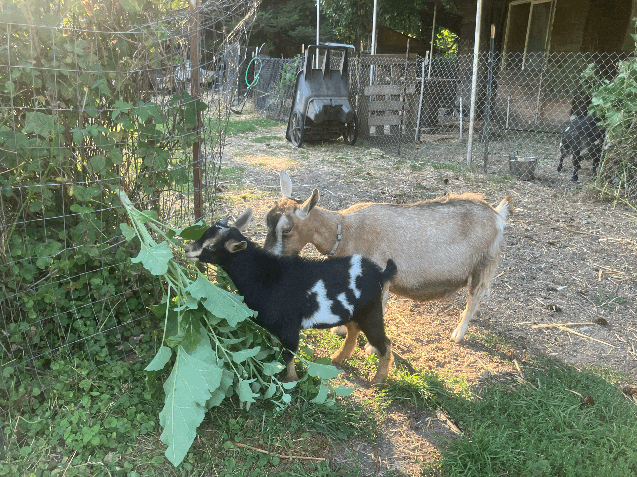 Session 1: Mayim Chayim, A Farm-Based Judaism Summer Program