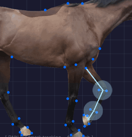 What Over 2,000 Recordings Reveal About How Horses Really Move
