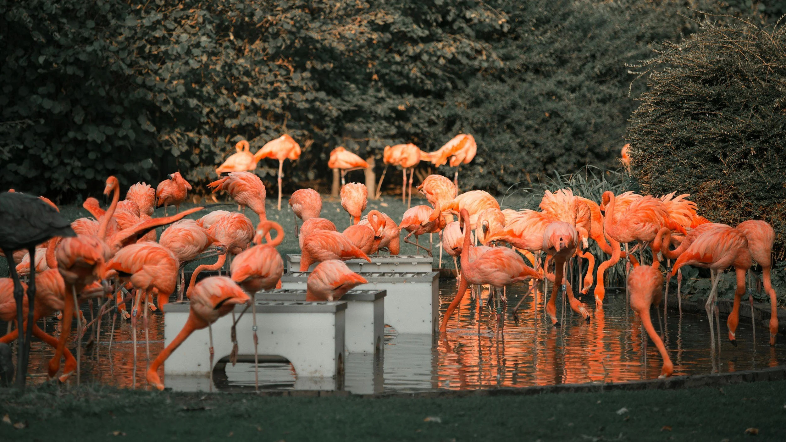 At the Zoo, I Was Reminded Why Most Transformations Stall—They Forget the People in the Cage