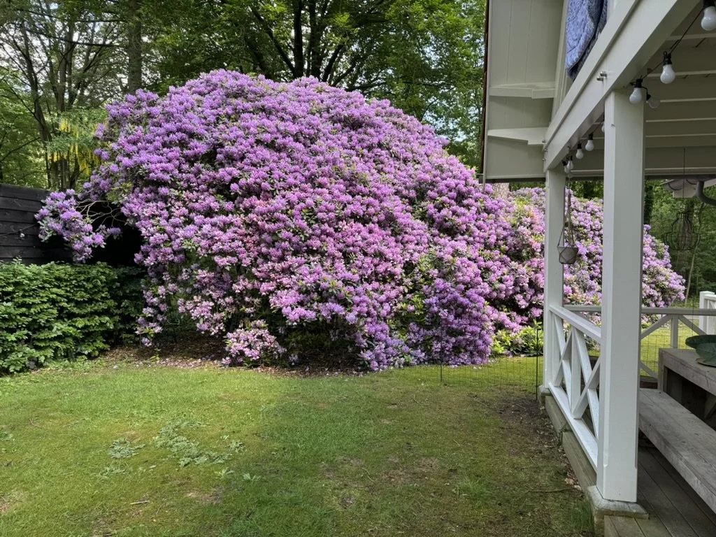 Large flowering bush with pink blossoms in a backyard, next to a white porch with string lights.