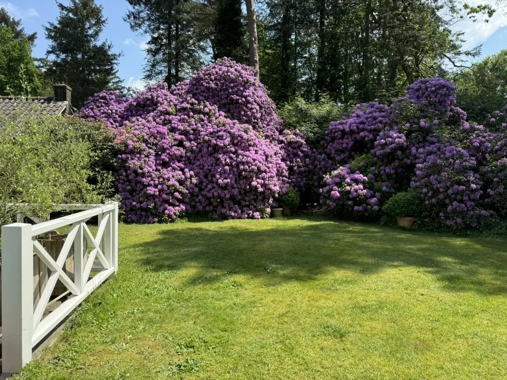A backyard garden with vibrant pink and purple flowering bushes, a lush green lawn, and a decorative white fence on the left side.