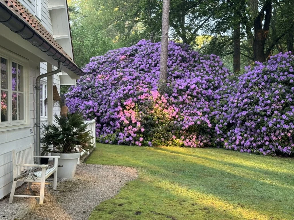 View of a white house with a small porch, potted plants, and a garden with large, flowering purple shrubs and trees.