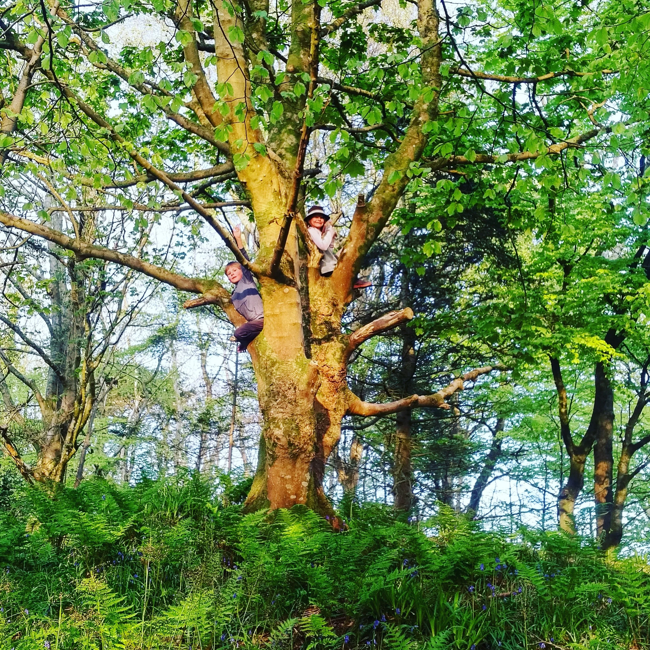 Two children climbing a large green-leafed tree in a lush forest with green ferns and plants at the base.
