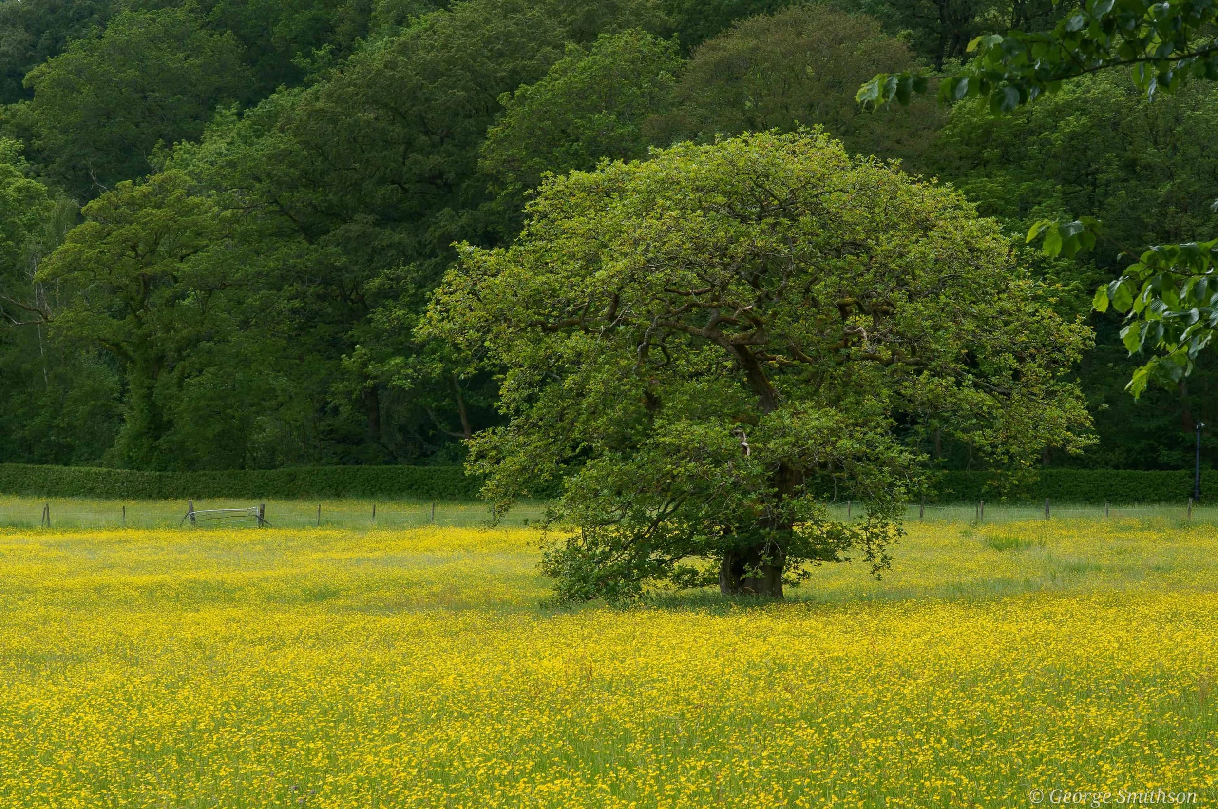 Colours of the summer - Peak District, England