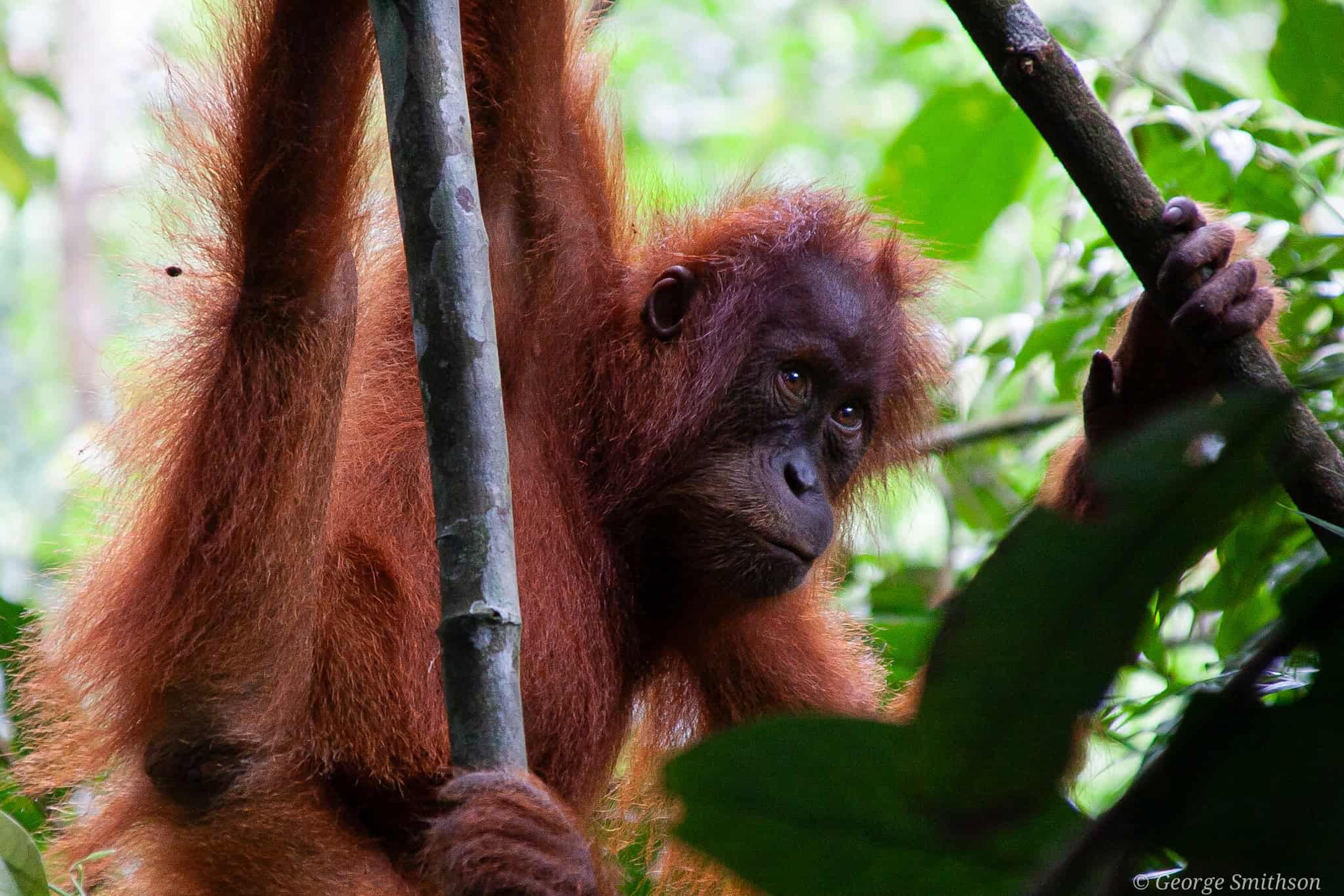 Female Orang-utan peering through the trees. Sumatra, Indonesia, 2019.