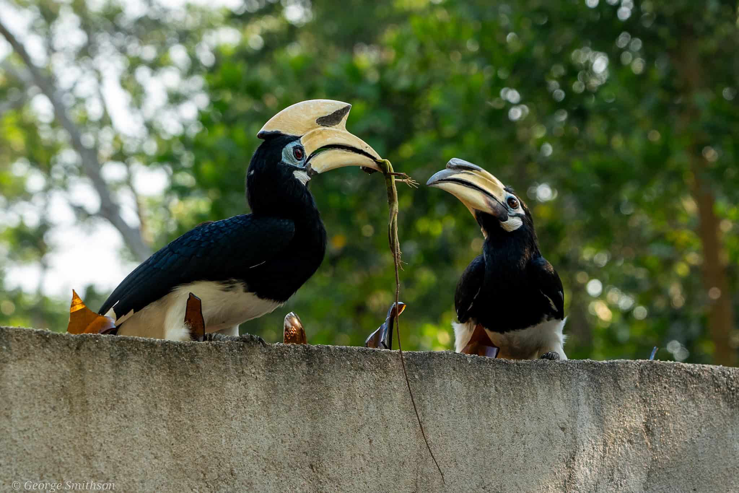 Hornbills devouring a small lizard. Pangkor Island, Malaysia, 2024.