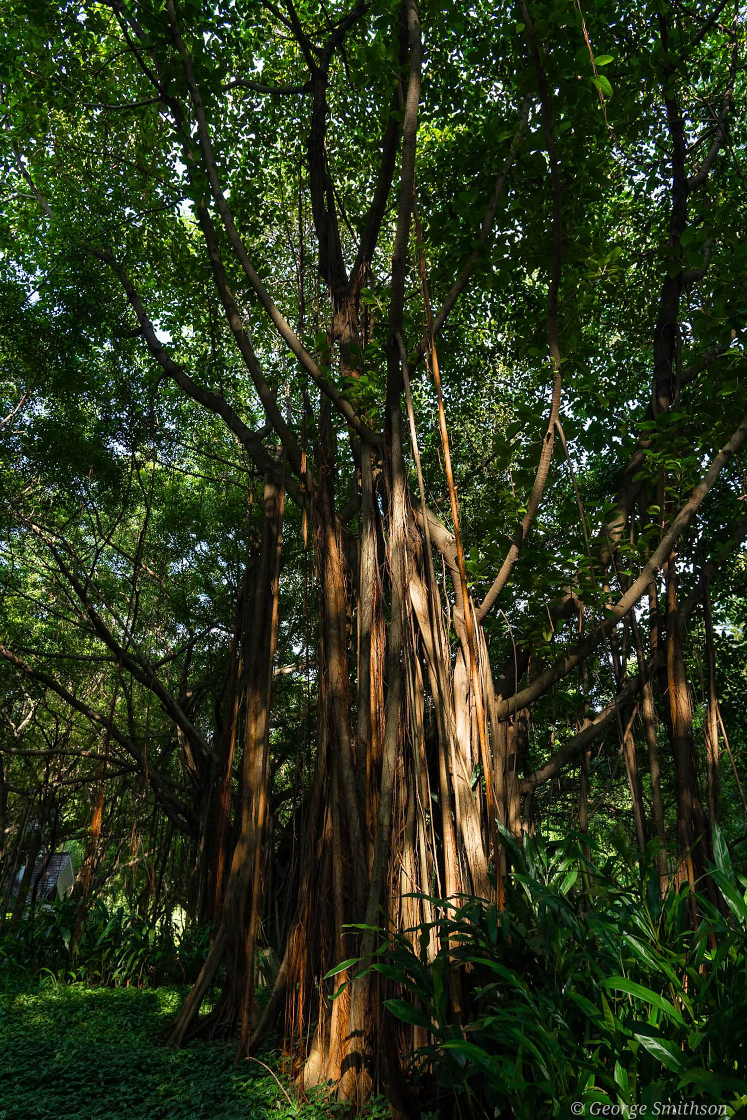 Banyan trees can be found all across southern China. 2022.