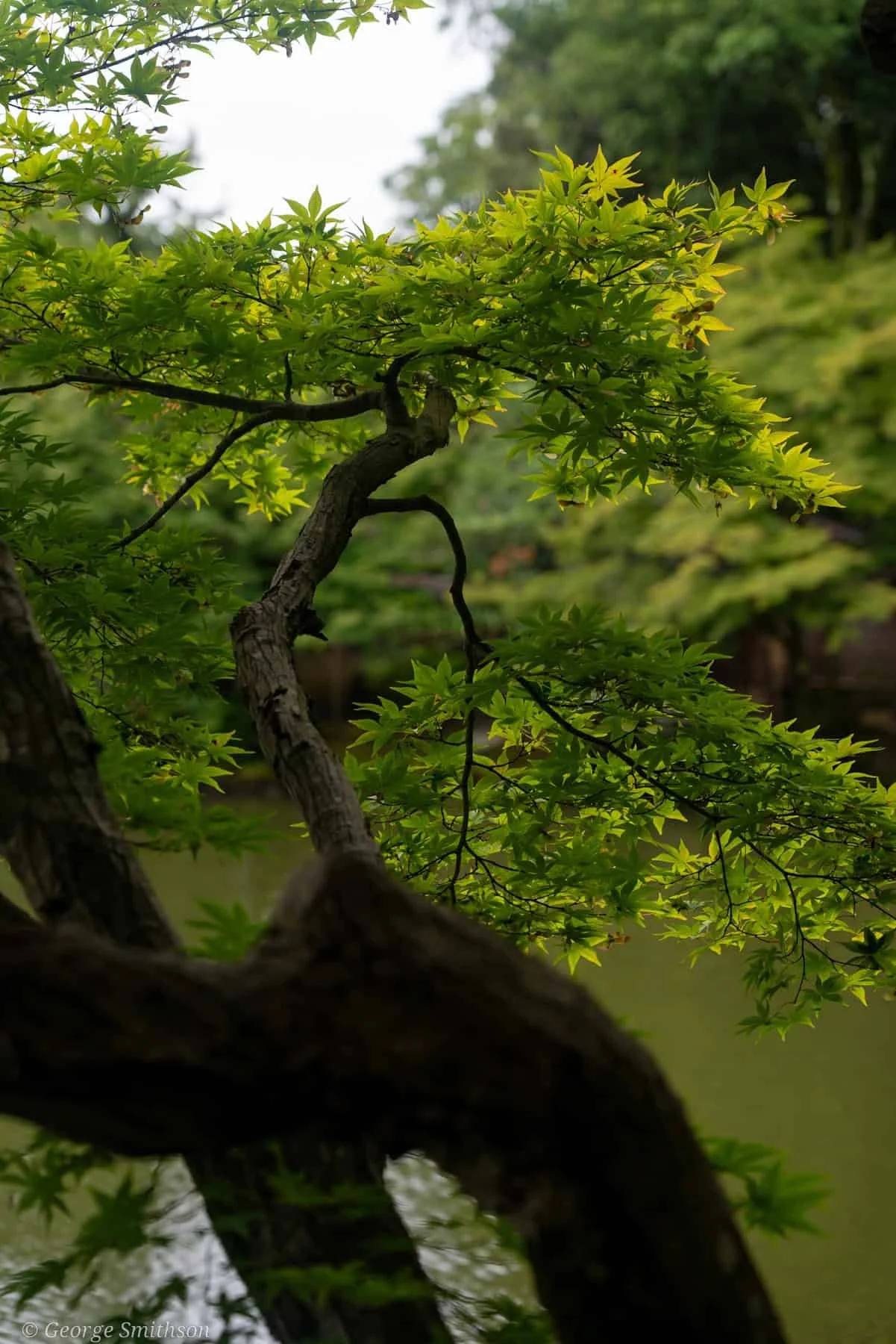 Kenroku-en gardens, Kanazawa, Japan, 2025