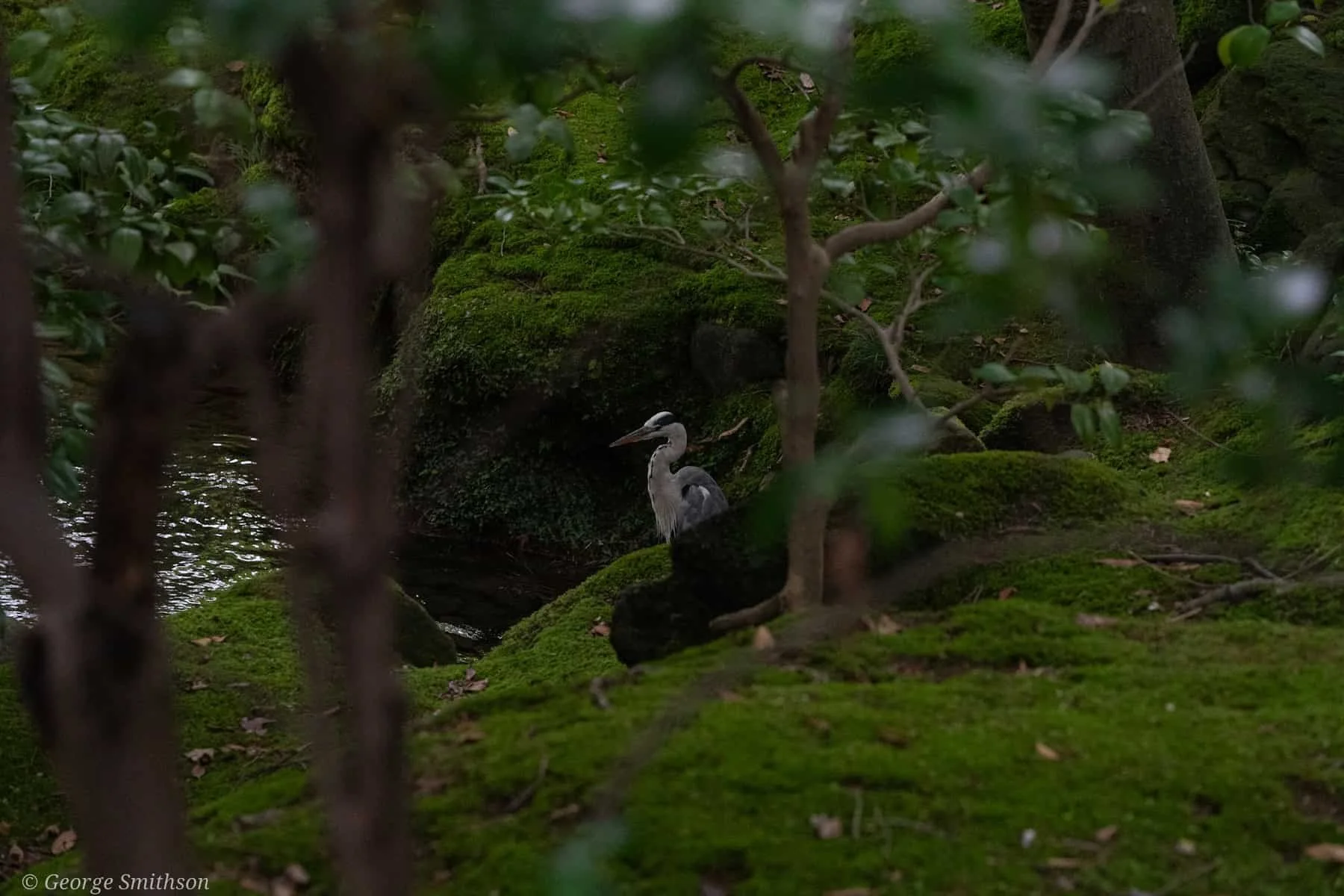 Grey Heron looking for lunch. Japan, 2025