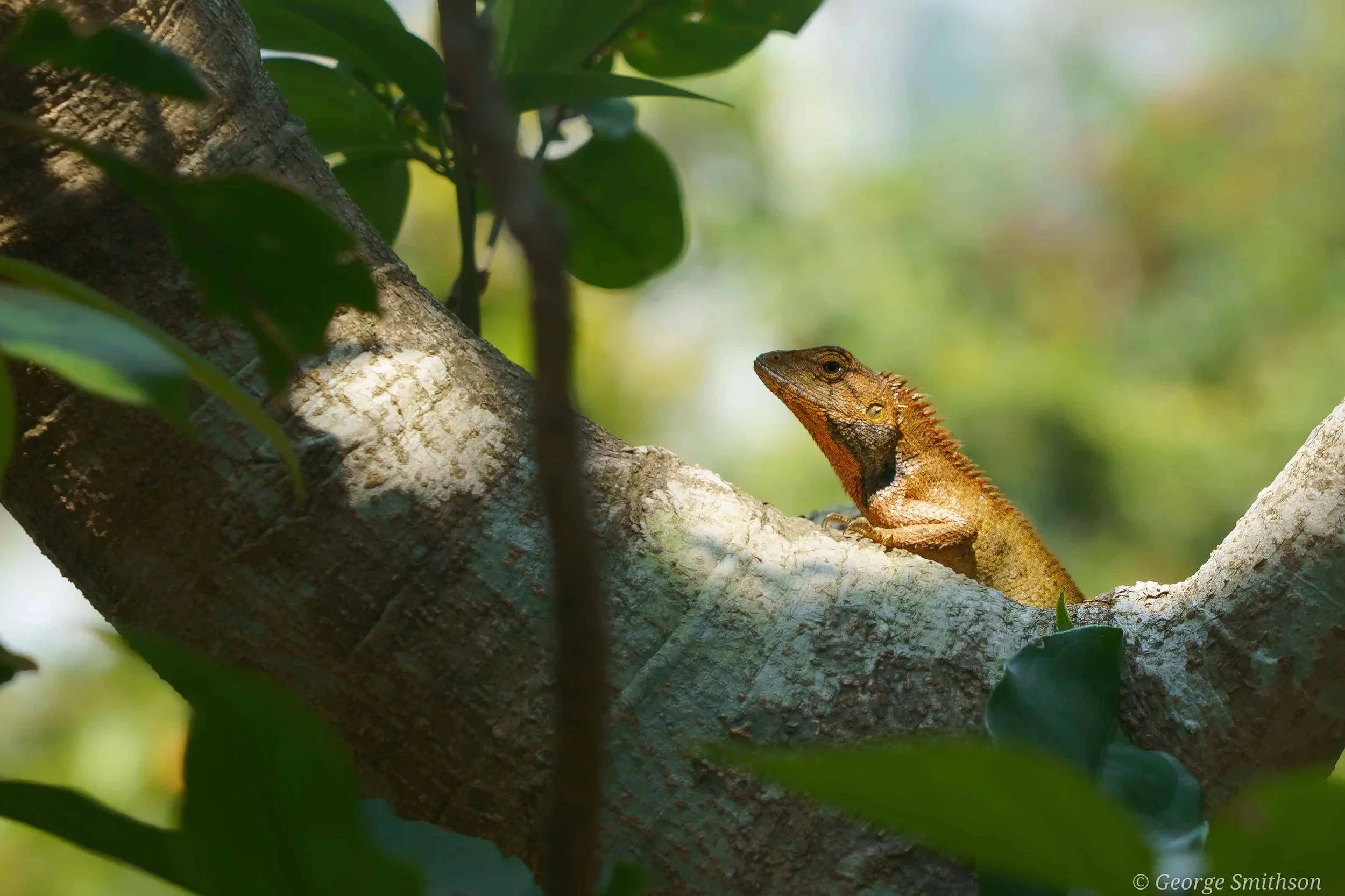 Oriental Garden Lizard hiding in the lush mountains. Hong Kong Island.