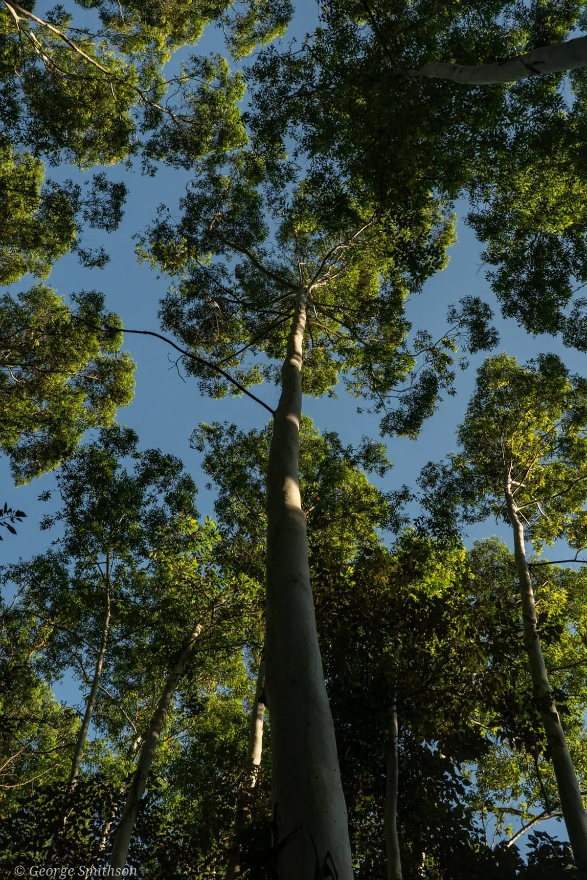 Earth's lungs. Guangdong, China