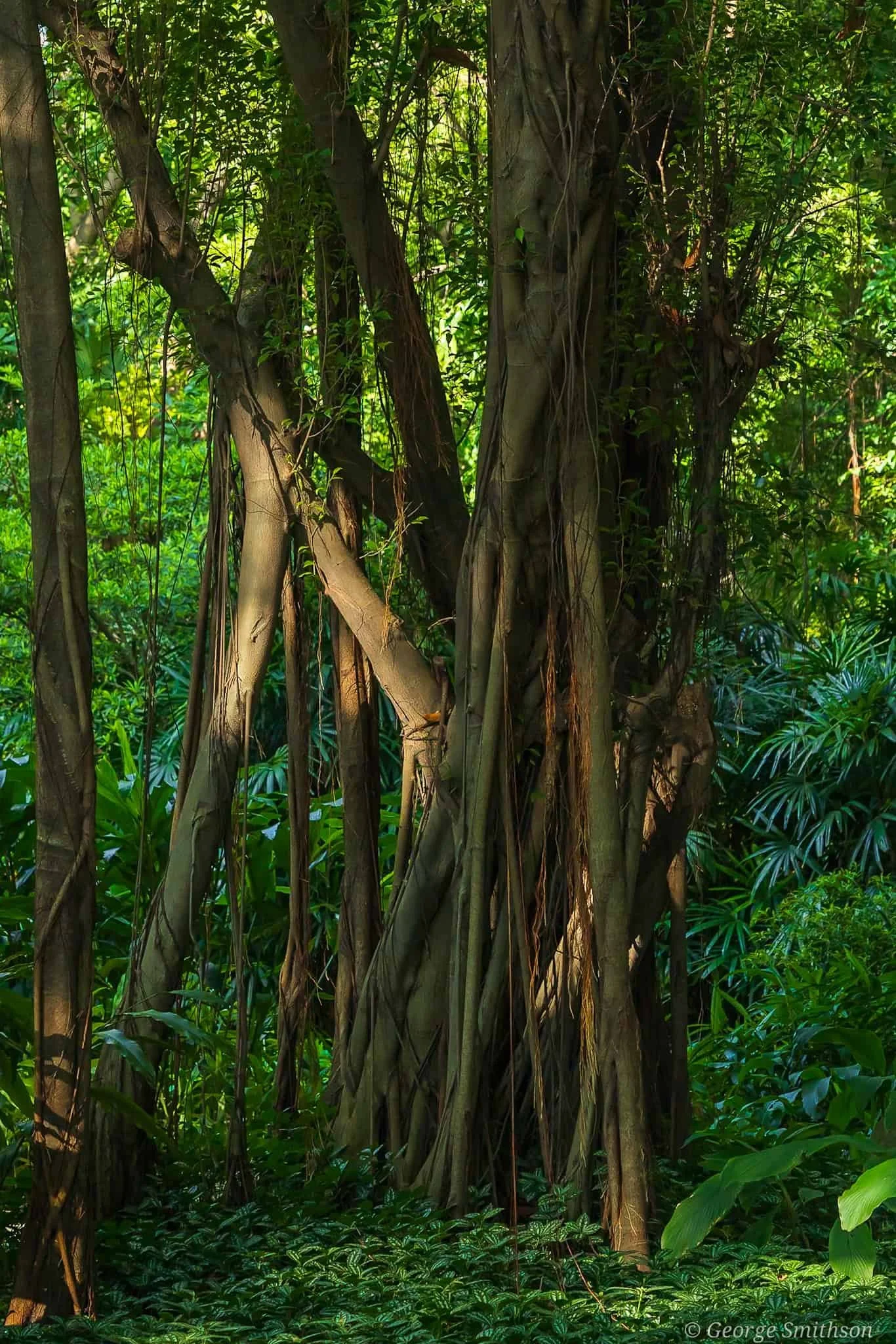 Afternoon light beaming through the trees. Guangzhou, China.