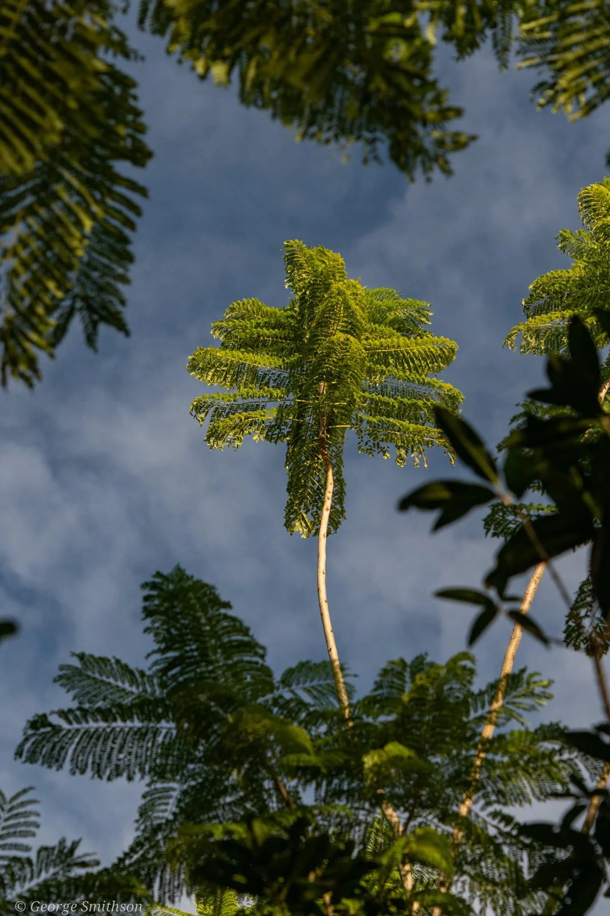 Sub-tropical Guangdong, China