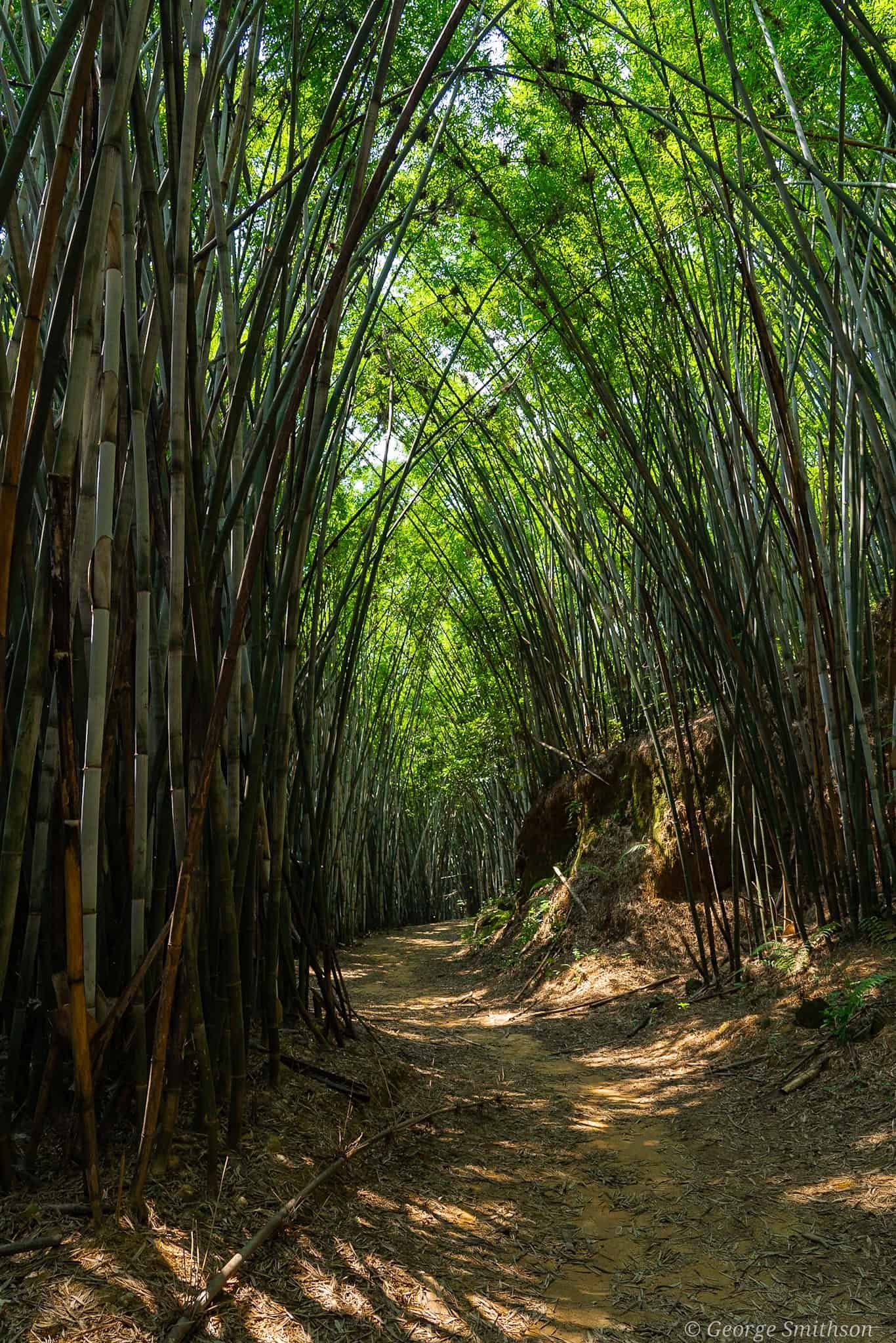 Bamboo highway, Guangdong province, China.