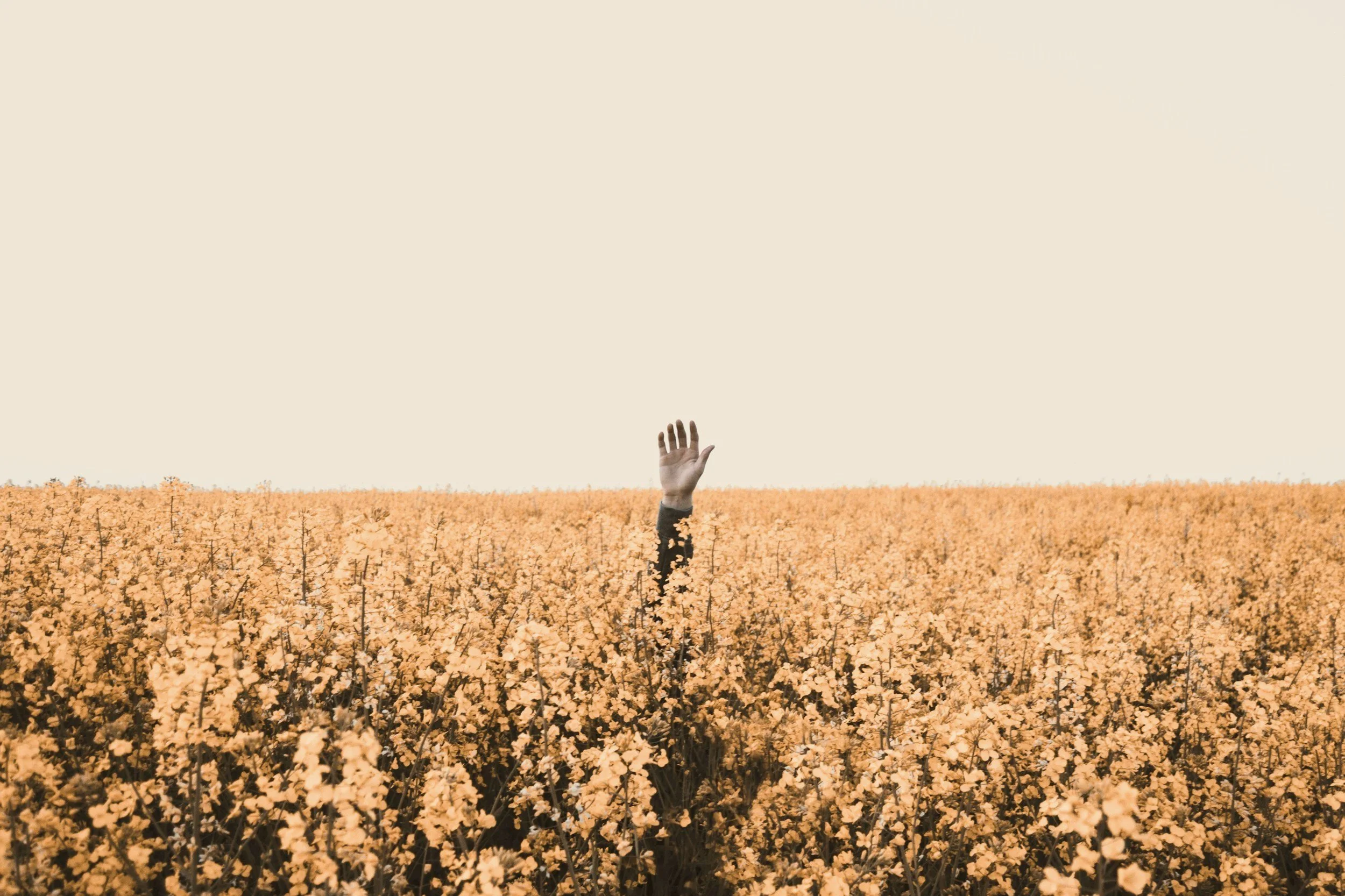 A hand reaching out from a field of yellow flowers with a clear sky in the background.