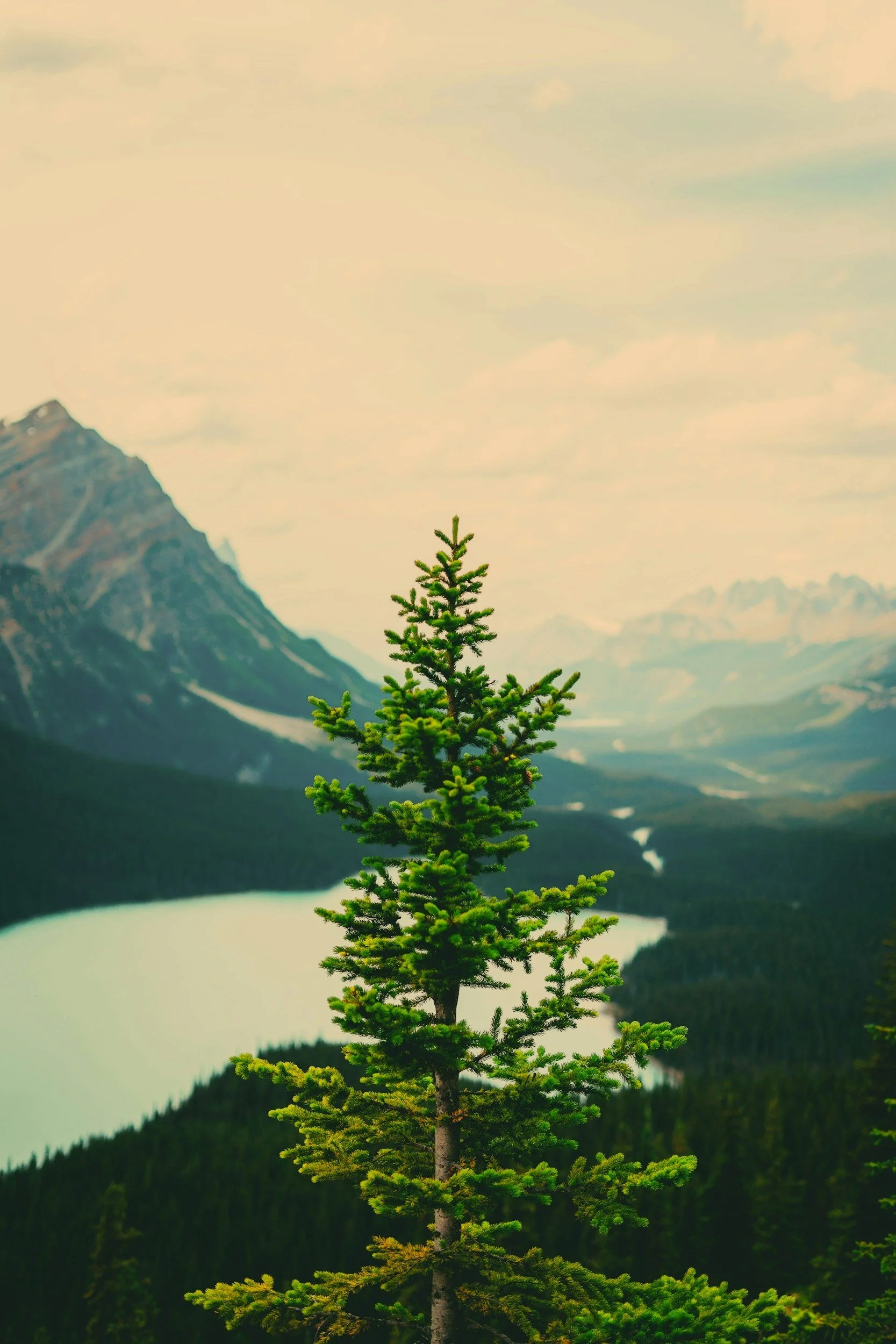 A solitary pine tree in the foreground with snow-covered mountain peaks in the background, next to a body of water, under a partly cloudy sky.