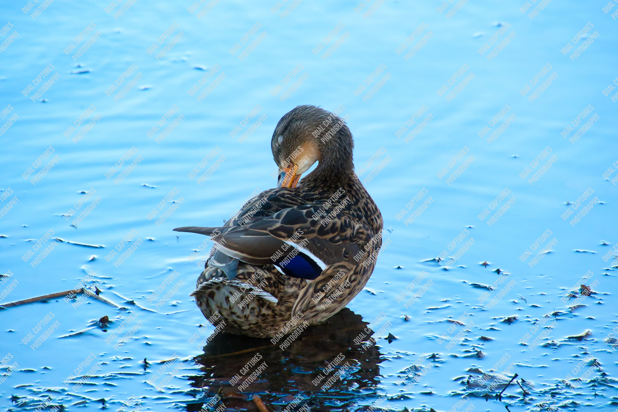 DSC_1054 Watermark.png