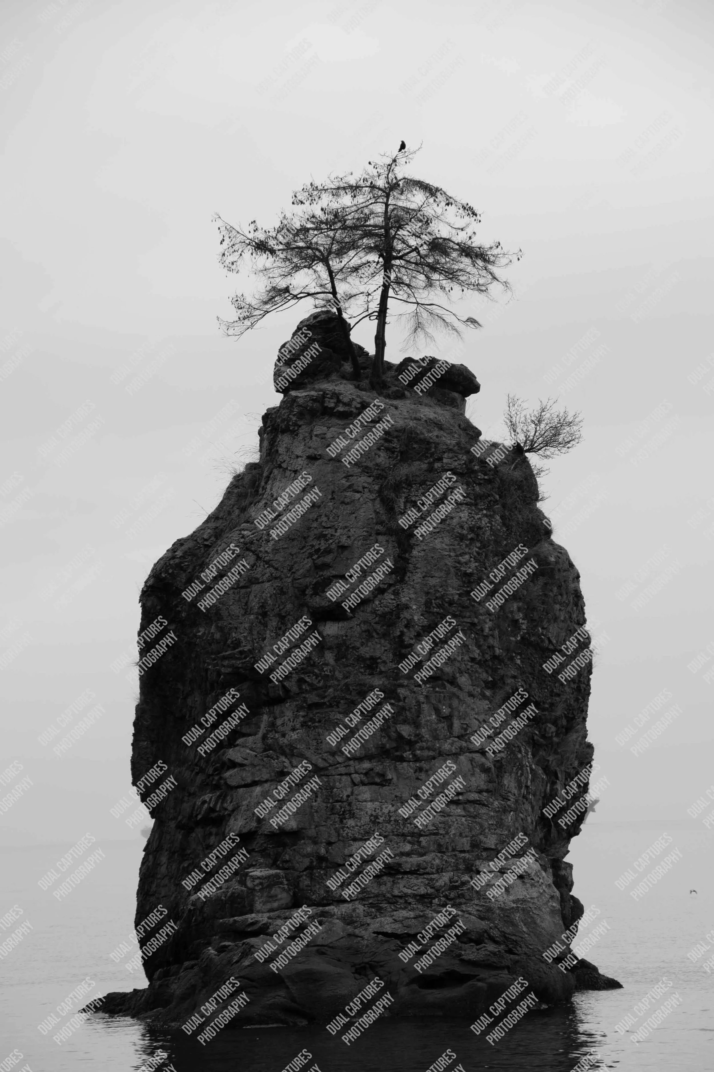 Image of a rock in water with a bird on top