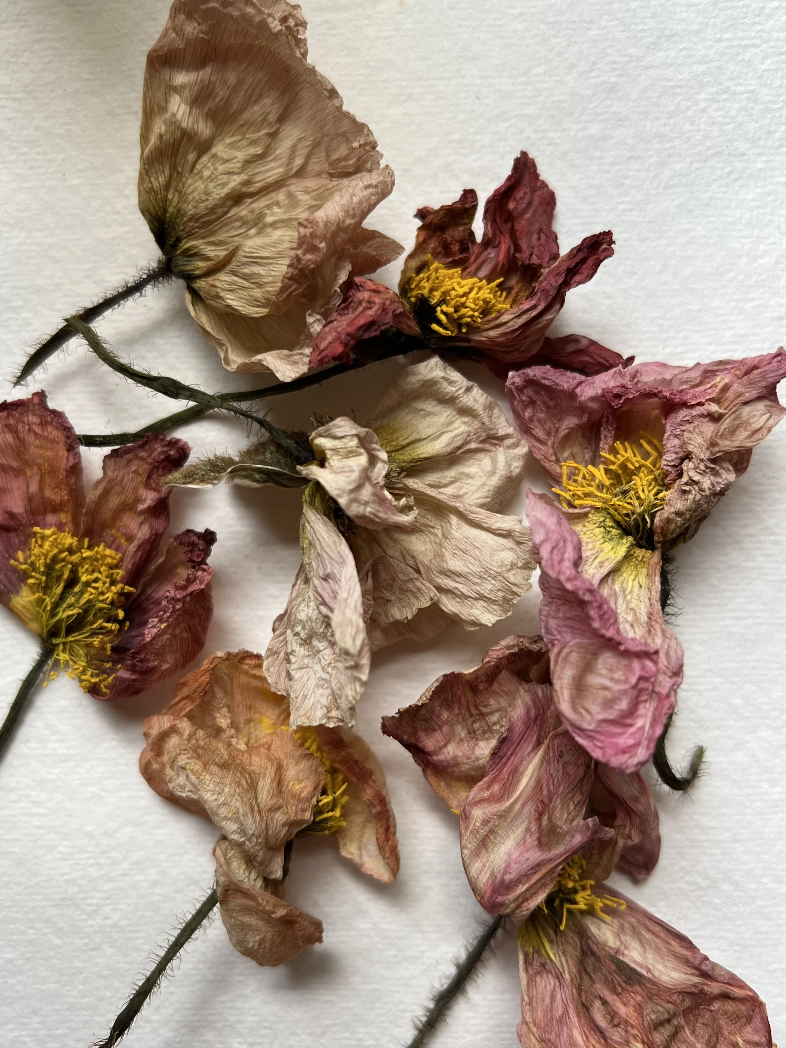 there is beauty to be found in all things