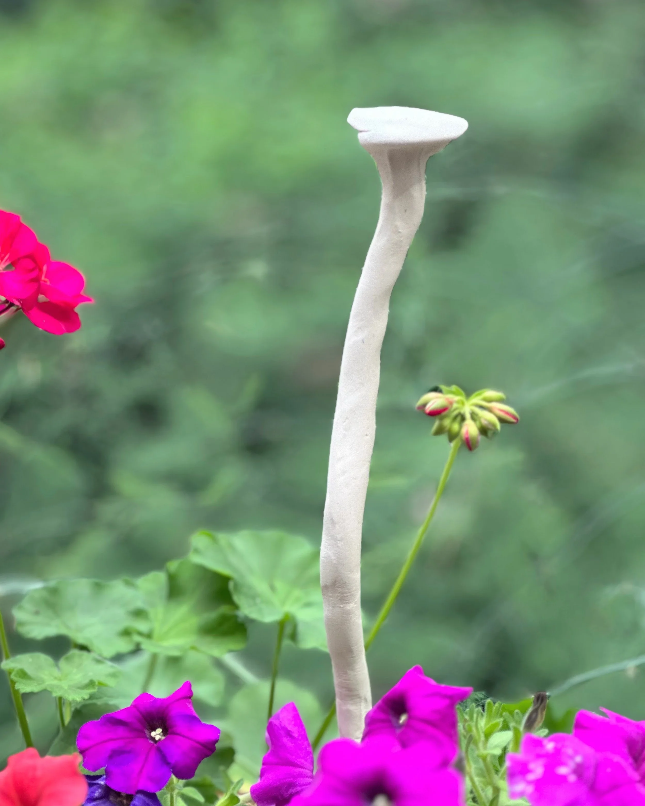 mushroom stalk.jpg
