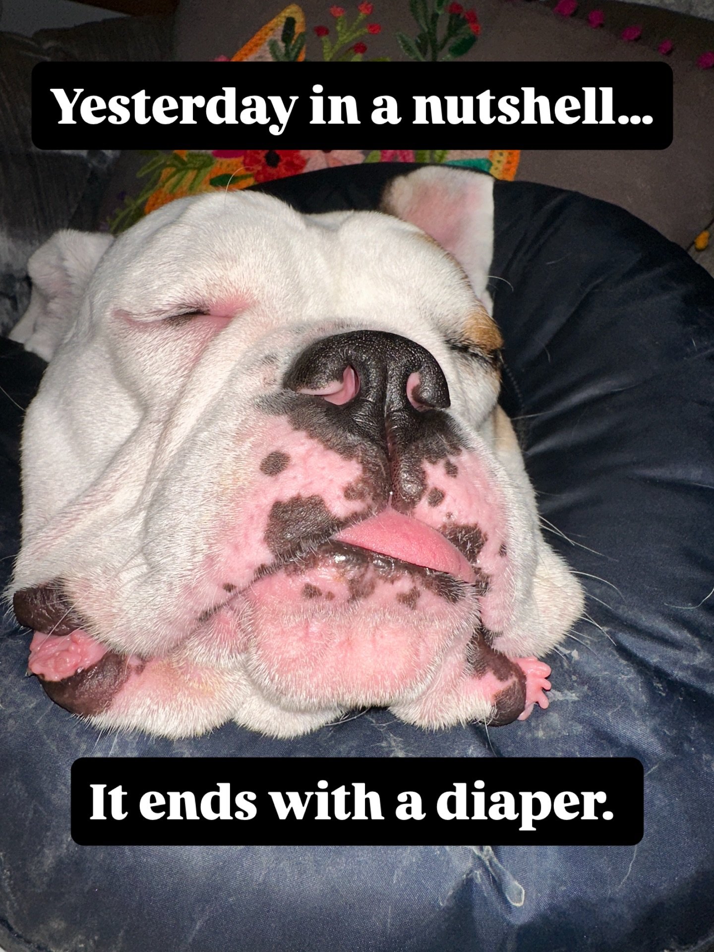 Rough day yesterday. Boo was dropping orange poops randomly. On me and the sheets, couch cover, himself.  I put a diaper on him by bedtime and it was a really good decision. #adoptdontshop #englishbulldogmoments #tplosurgery