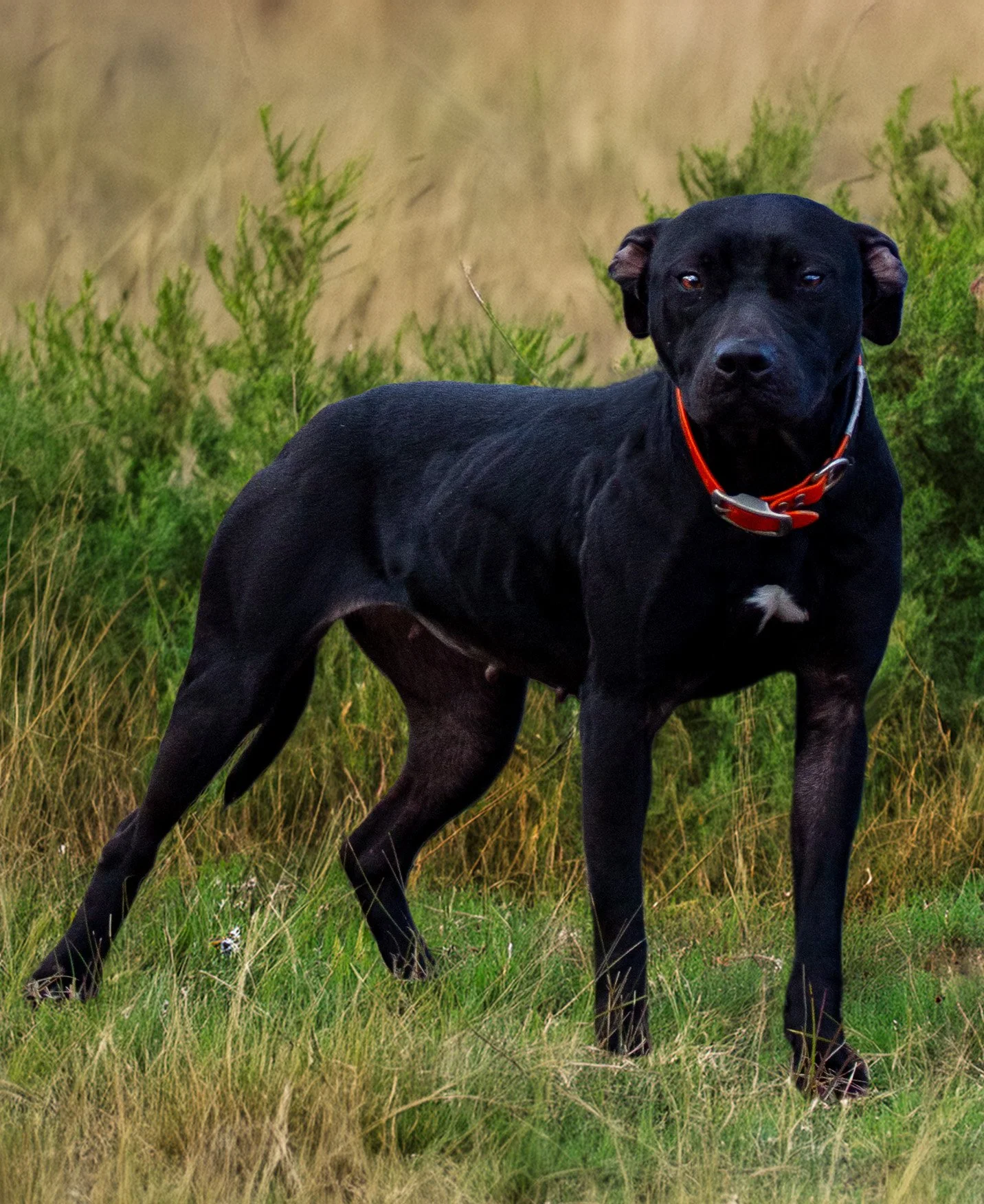 Beloved Portrait.jpg