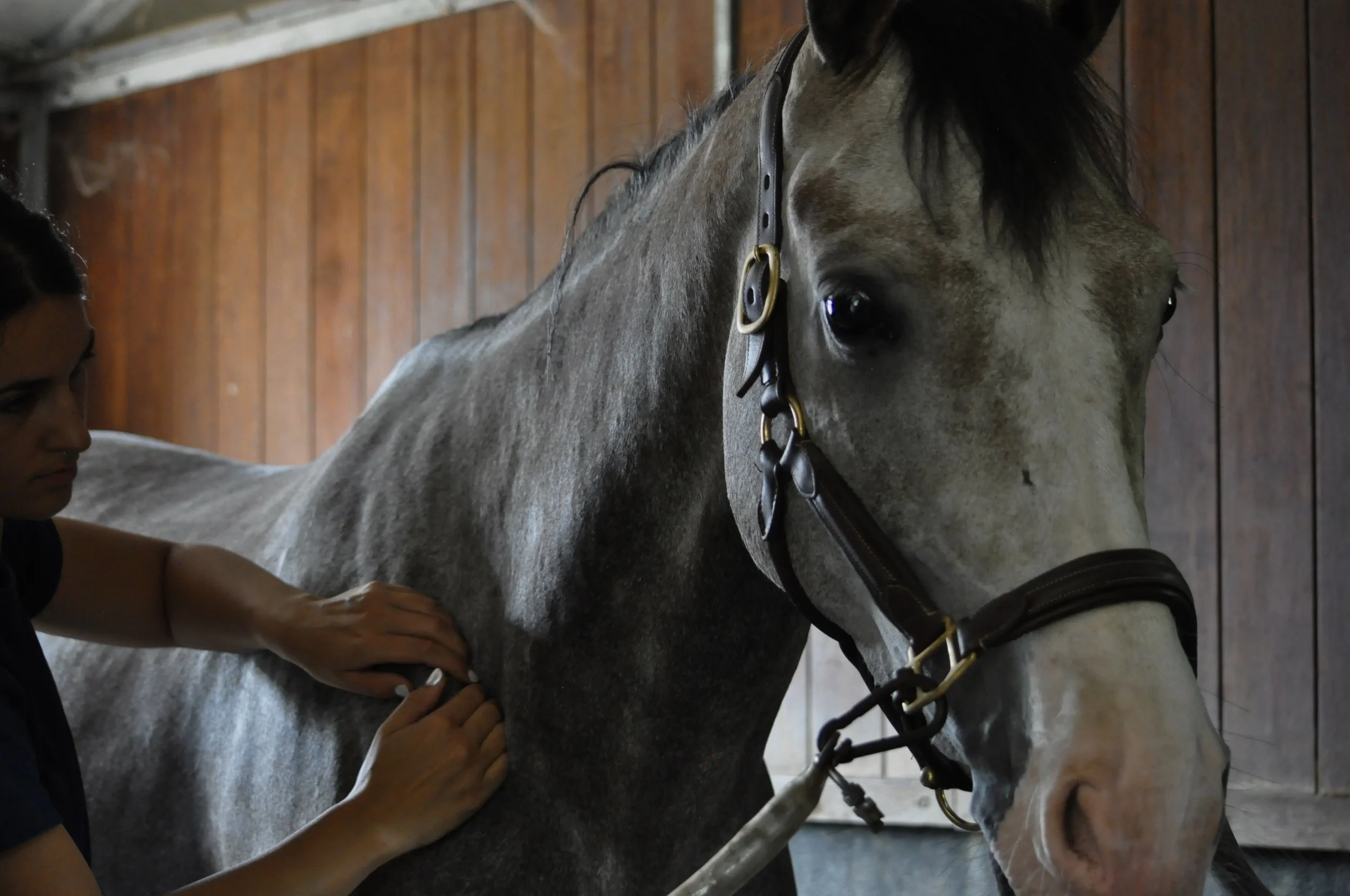 Une femme donne un soin à un cheval gris dans une écurie en bois.